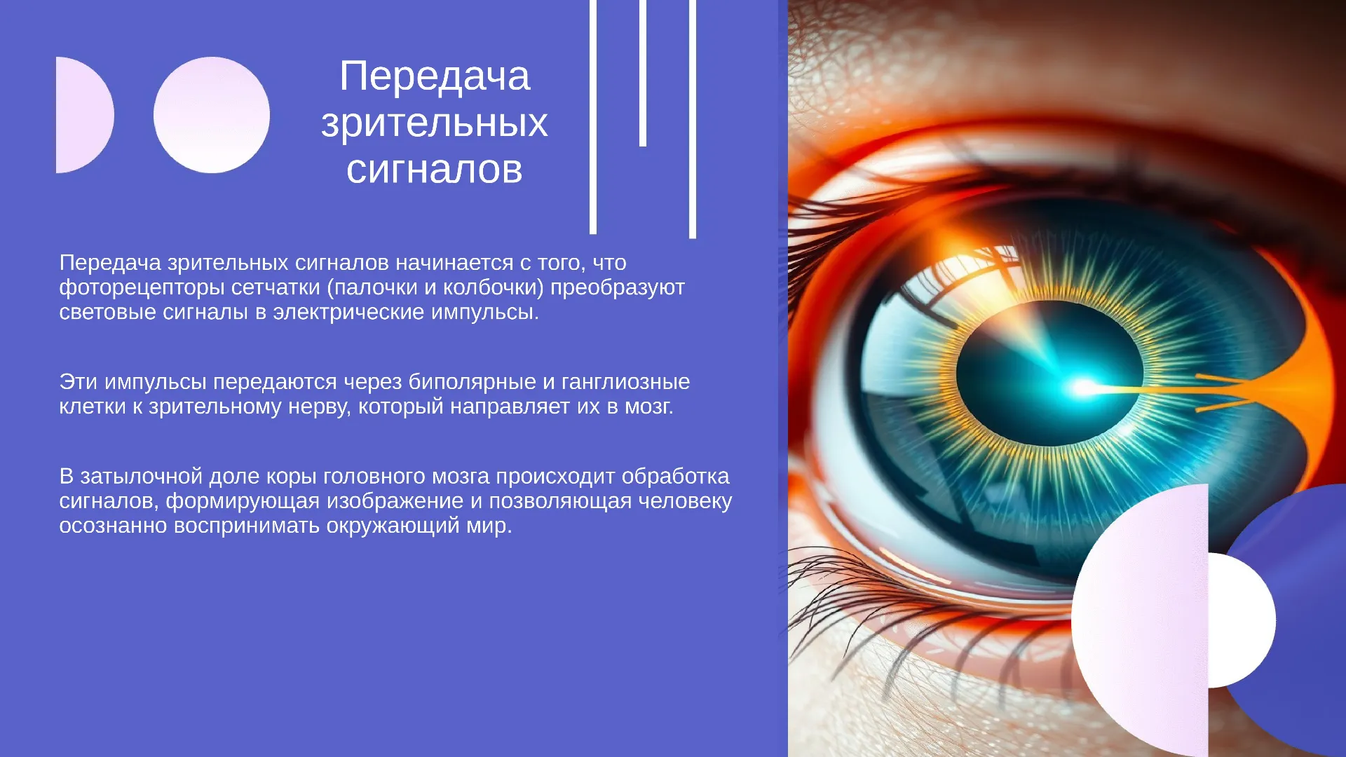 Передача зрительных сигналов - слайд для презентации на тему 