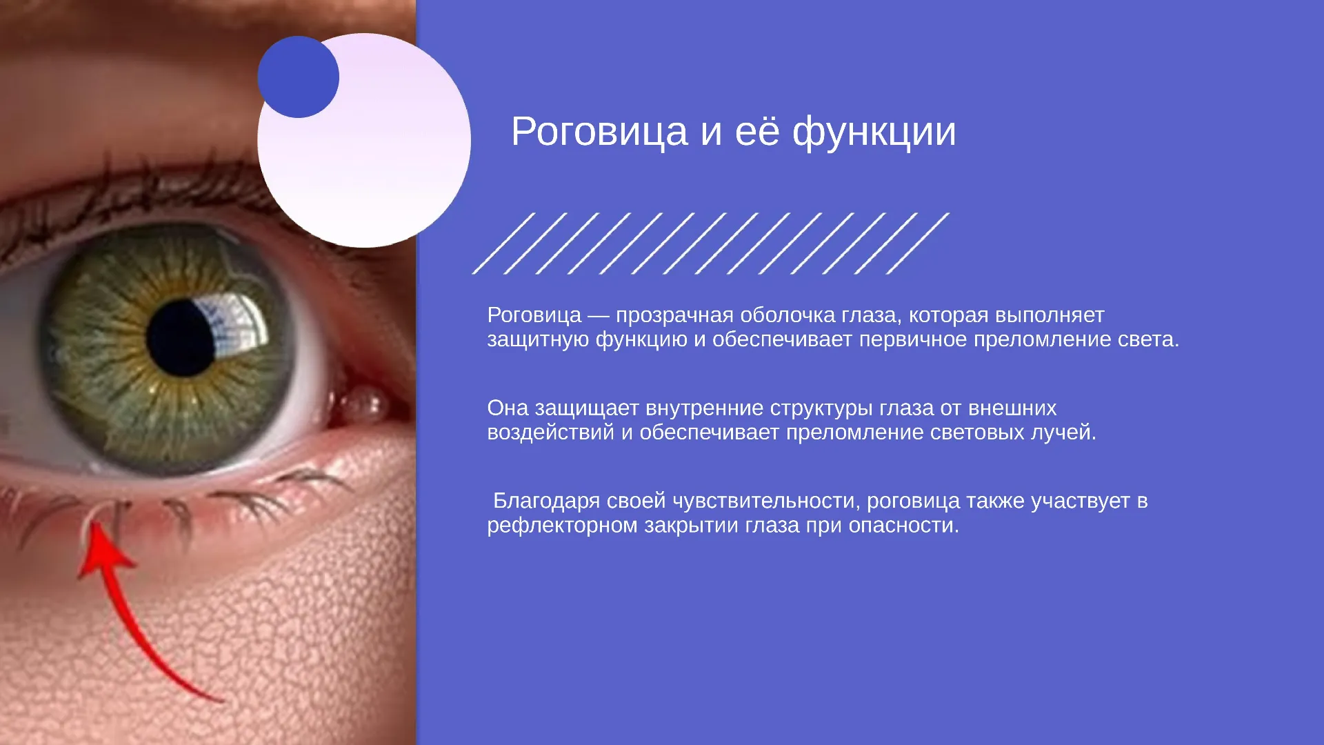 Роговица и её функции - слайд для презентации на тему 