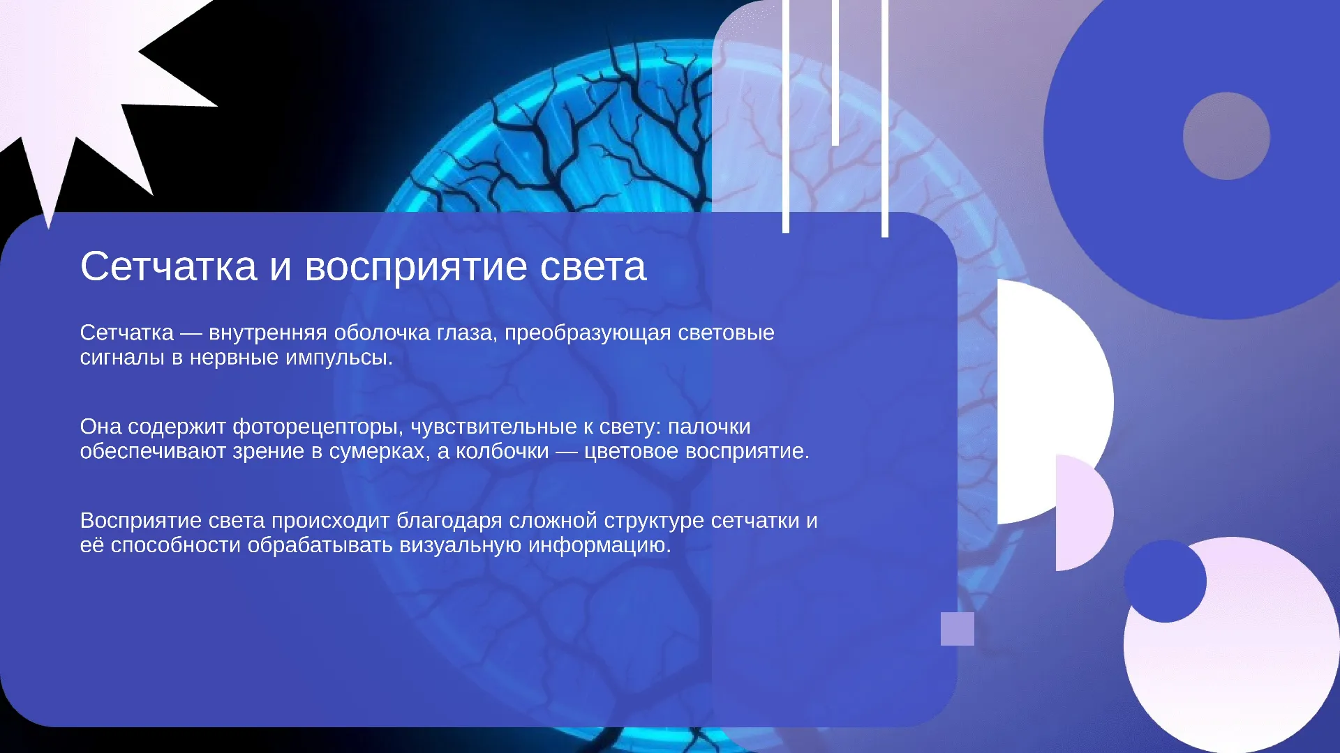 Сетчатка и восприятие света - слайд для презентации на тему 