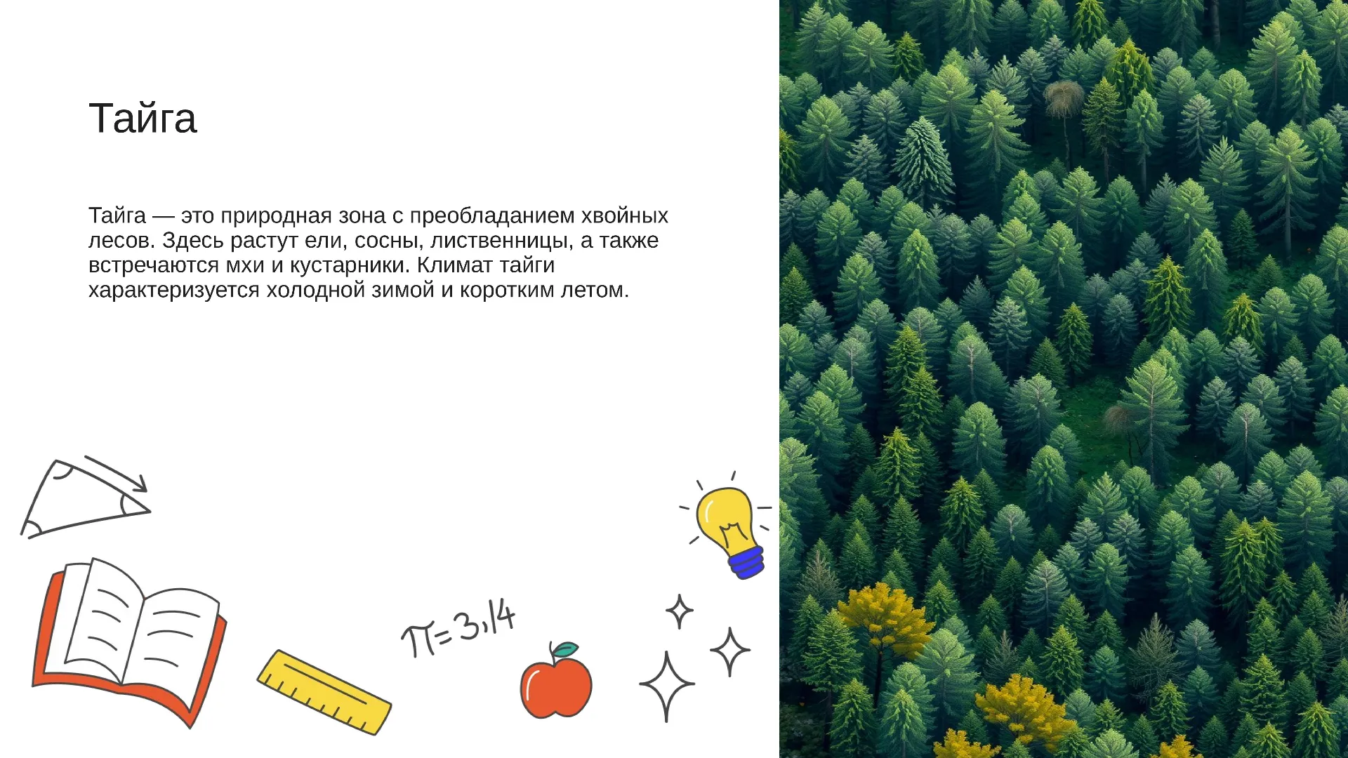 Тайга - слайд для презентации на тему 