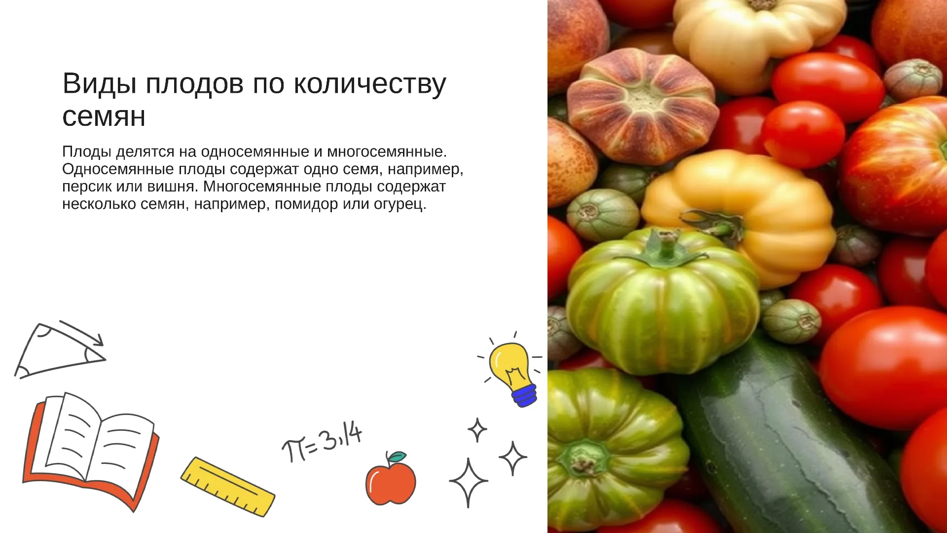 Виды плодов по количеству семян - слайд для презентации на тему 