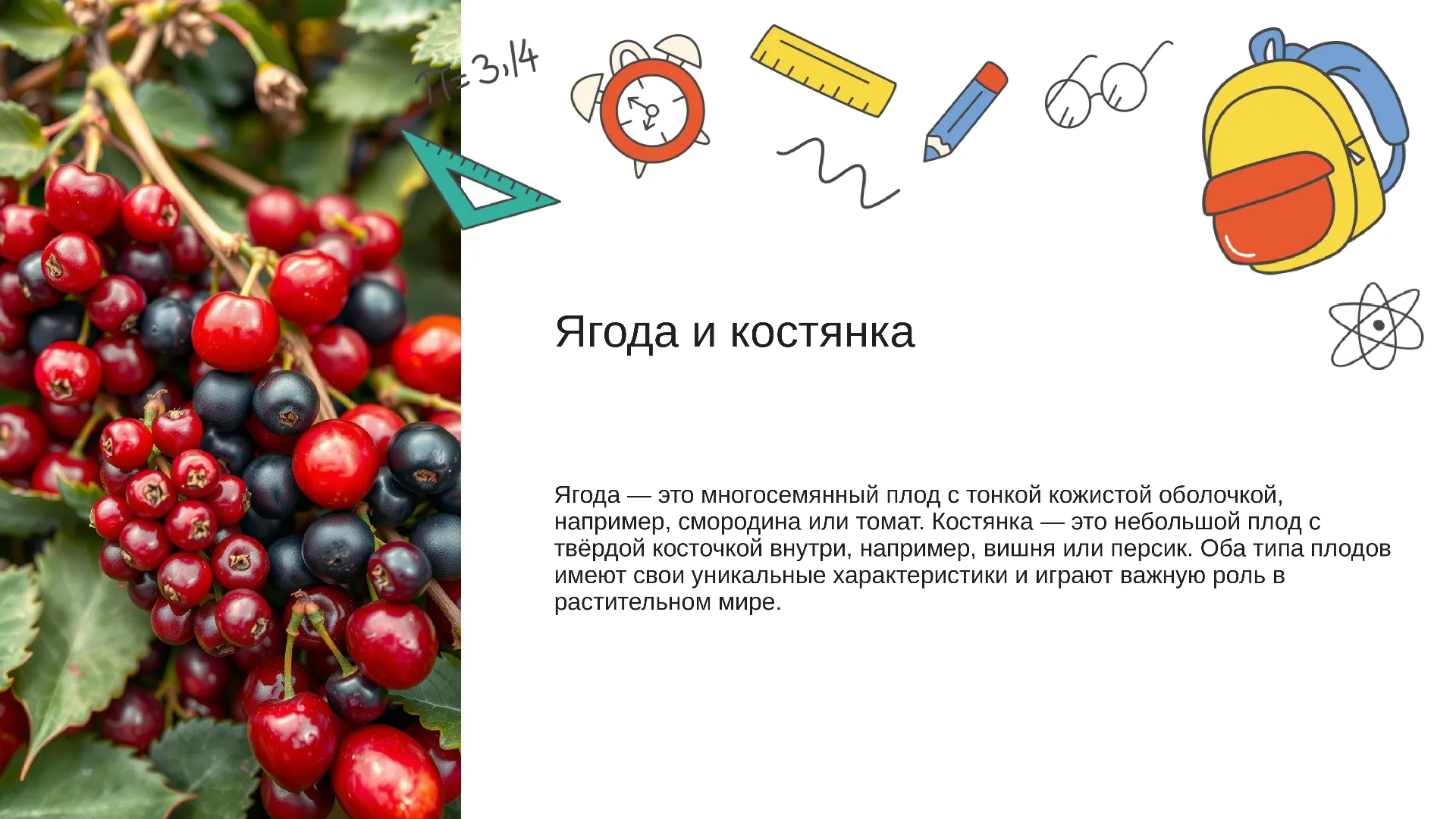 Ягода и костянка - слайд для презентации на тему 
