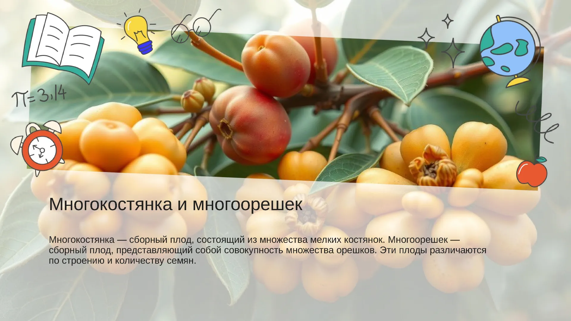 Многокостянка и многоорешек - слайд для презентации на тему 