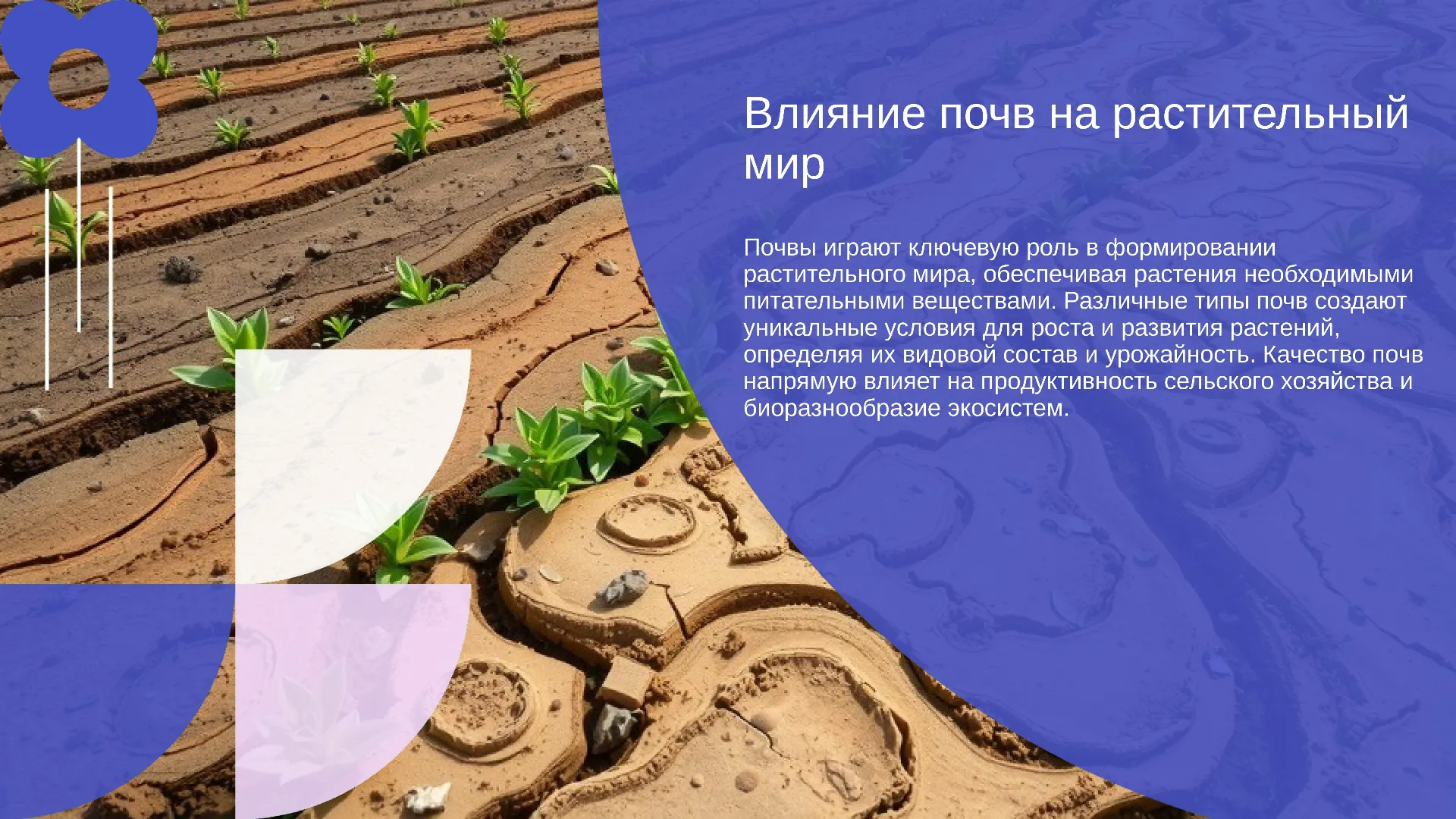 Влияние почв на растительный мир - слайд для презентации на тему 
