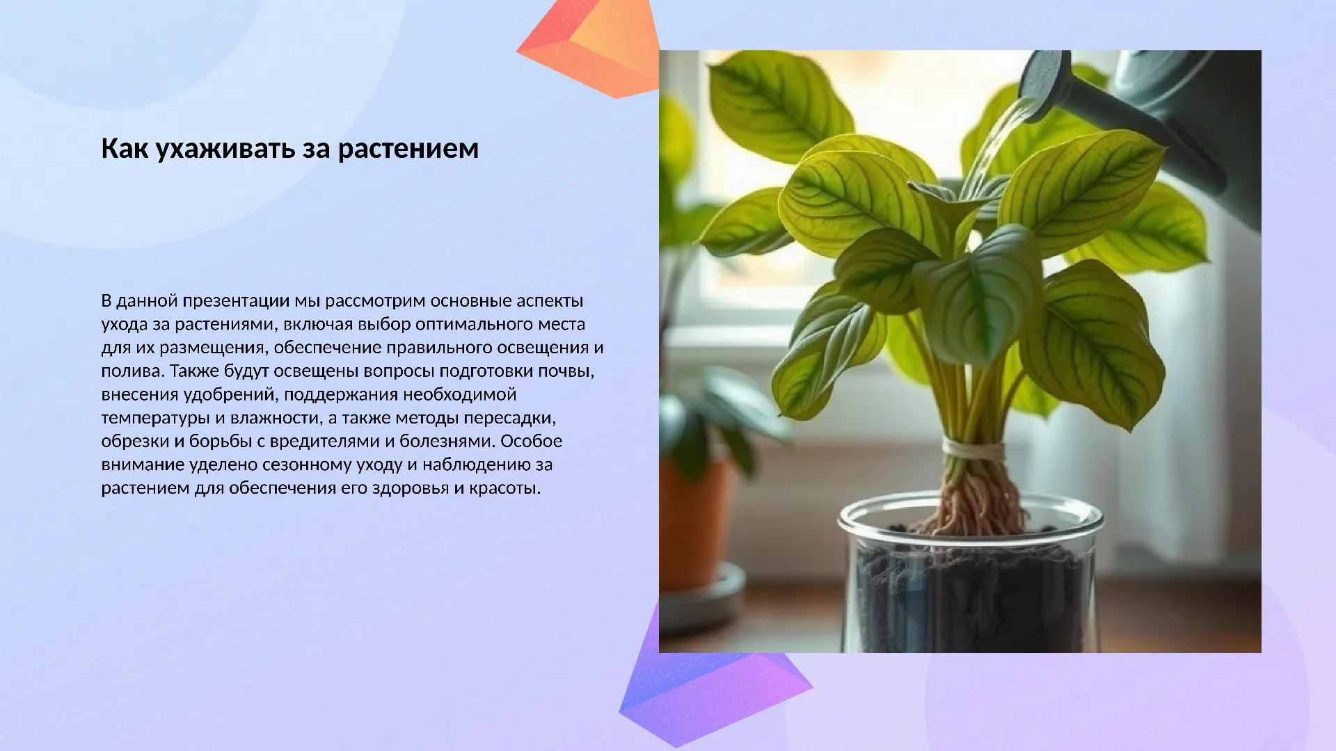 Как ухаживать за растением?