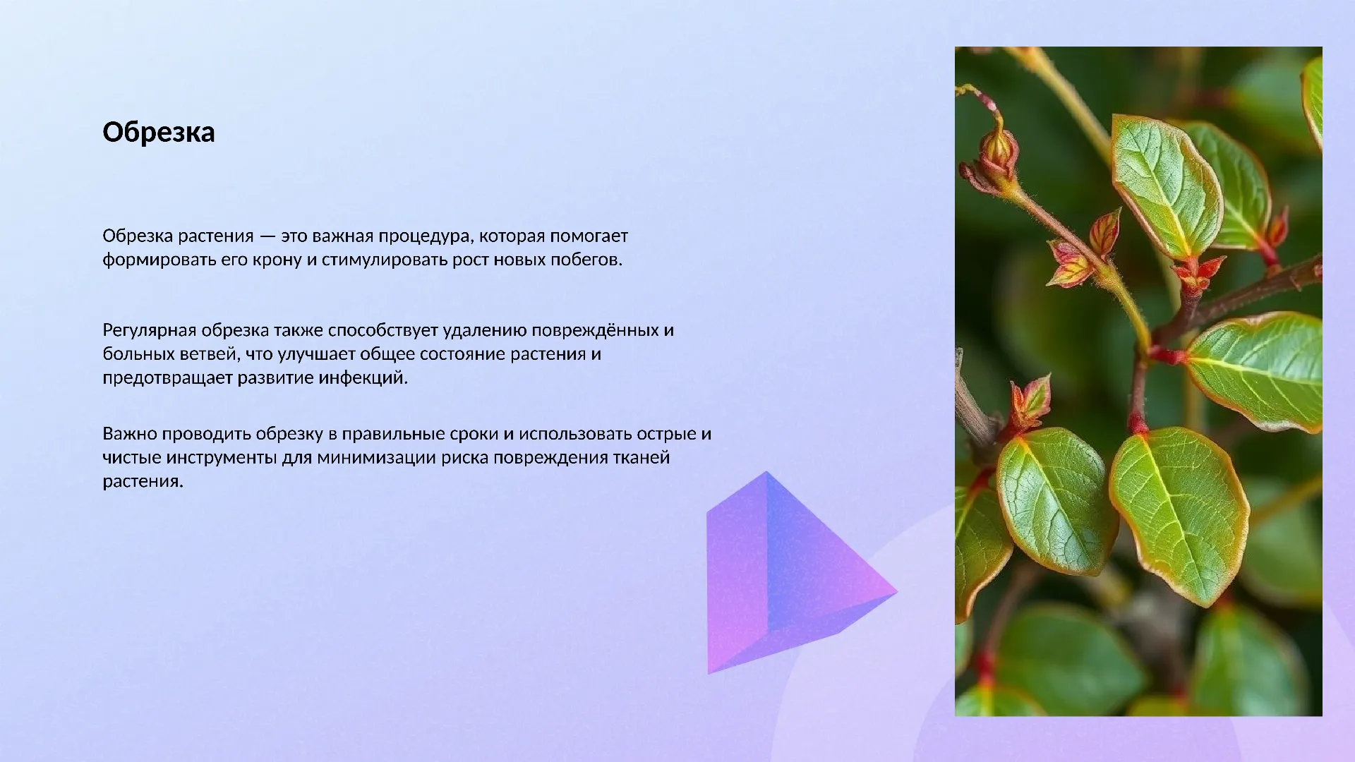 Обрезка - слайд для презентации на тему 