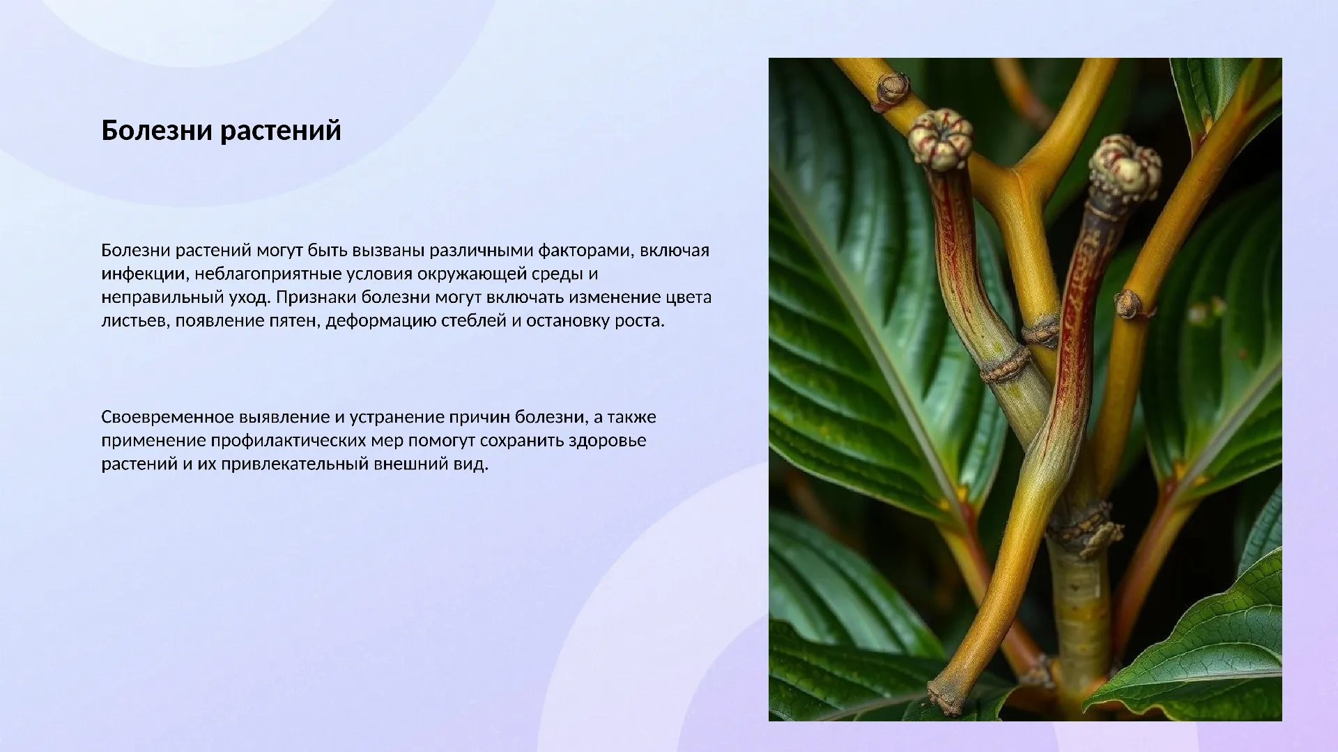 Болезни растений - слайд для презентации на тему 