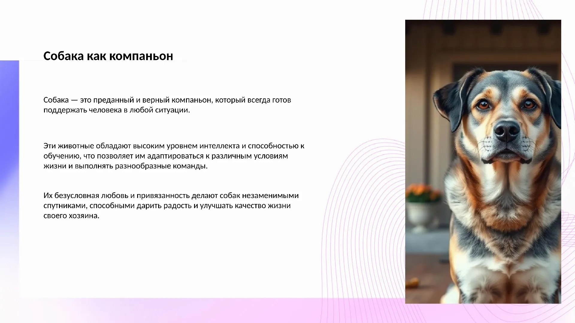 Собака как компаньон - слайд для презентации на тему 