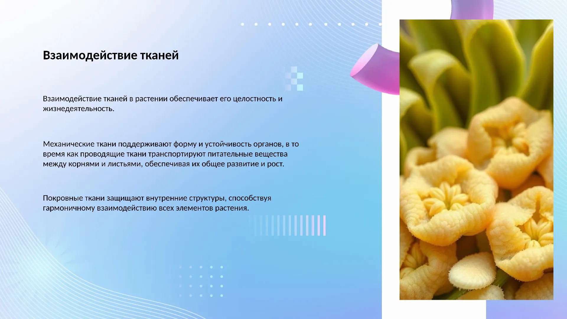 Взаимодействие тканей - слайд для презентации на тему 