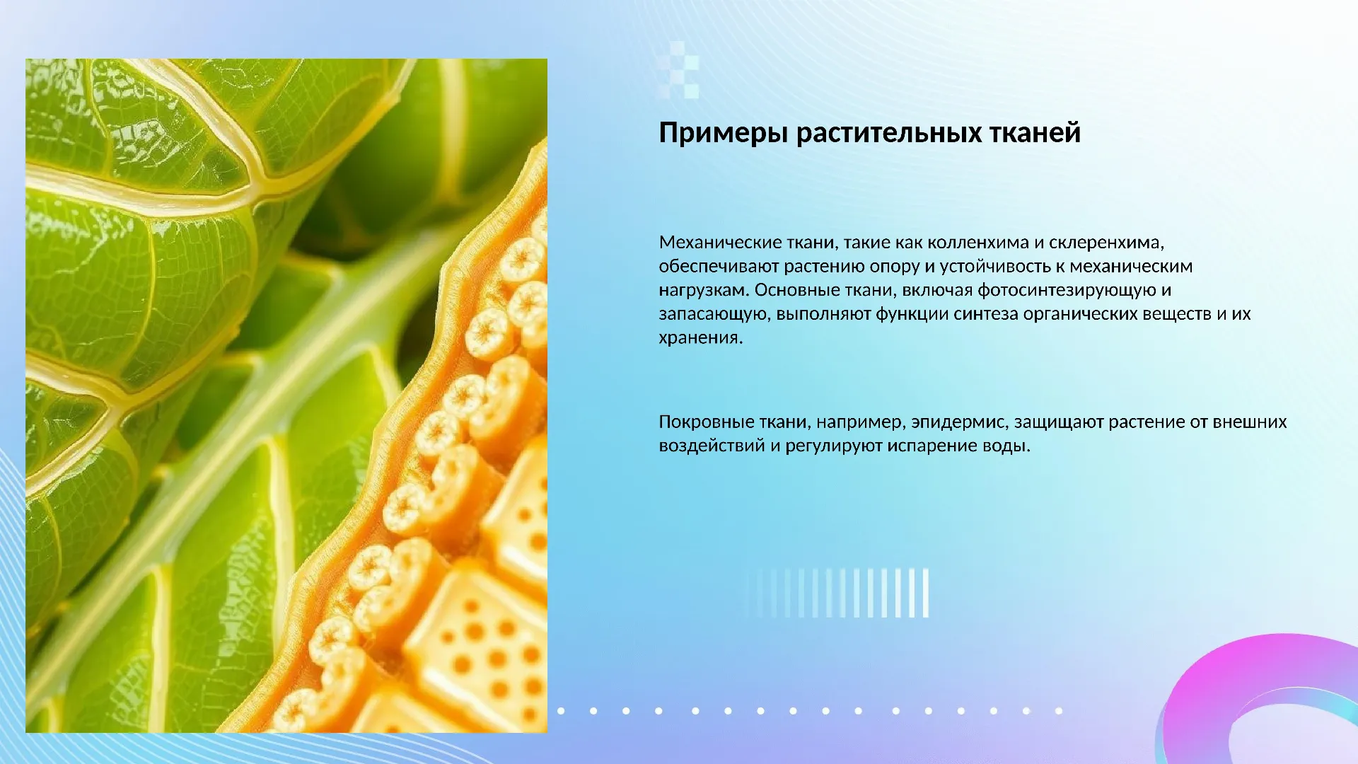 Примеры растительных тканей - слайд для презентации на тему 