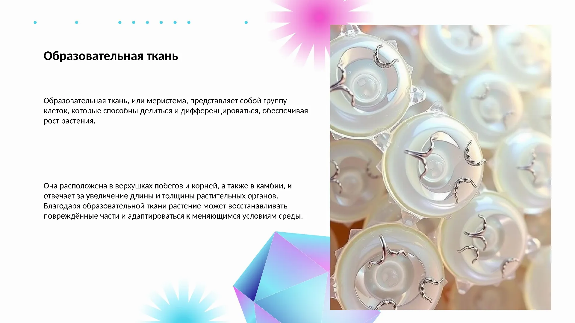 Образовательная ткань - слайд для презентации на тему 