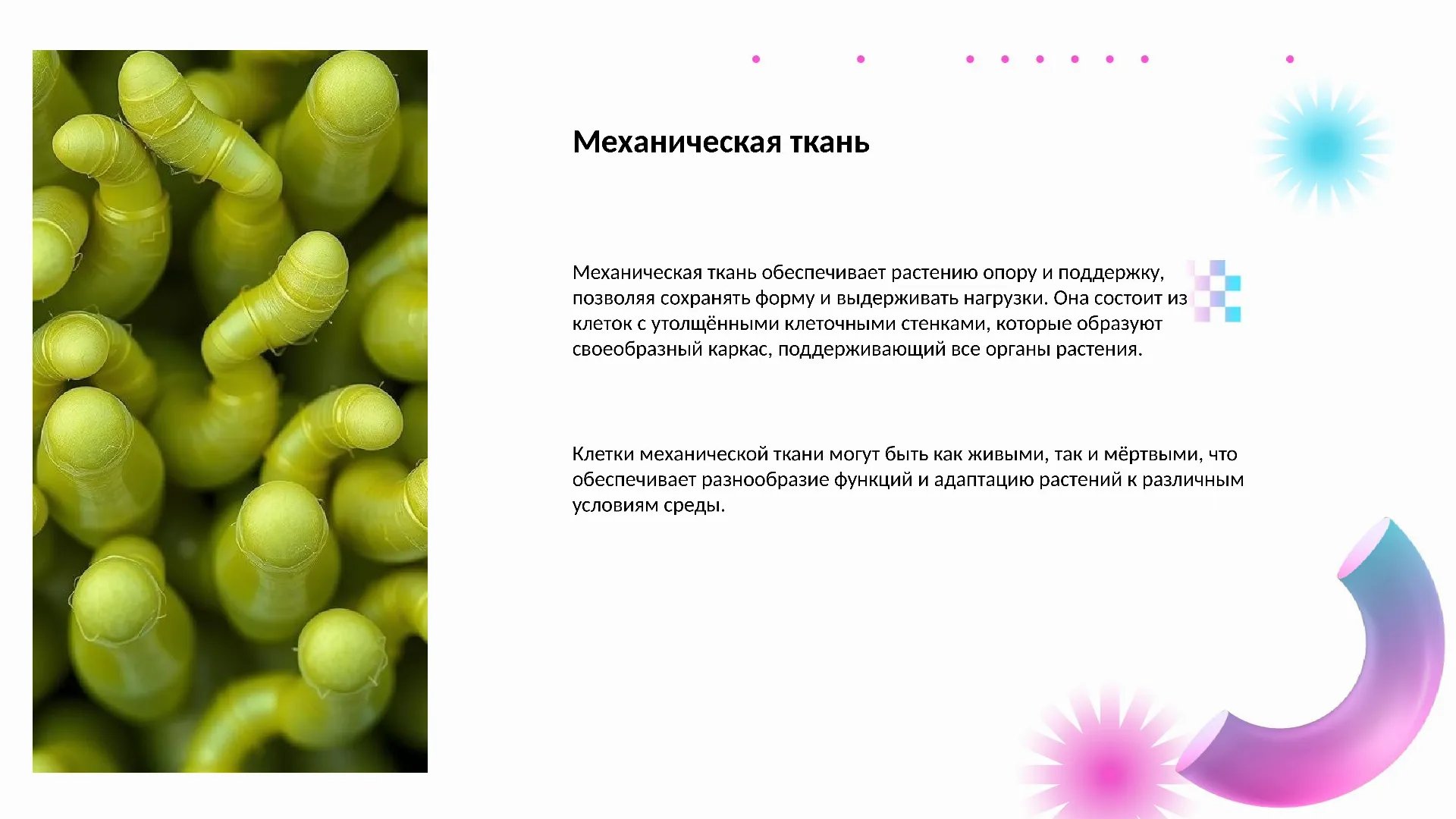 Механическая ткань - слайд для презентации на тему 