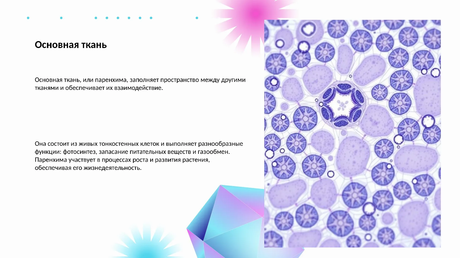 Основная ткань - слайд для презентации на тему 