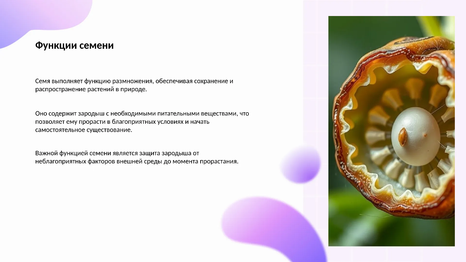 Функции семени - слайд для презентации на тему 