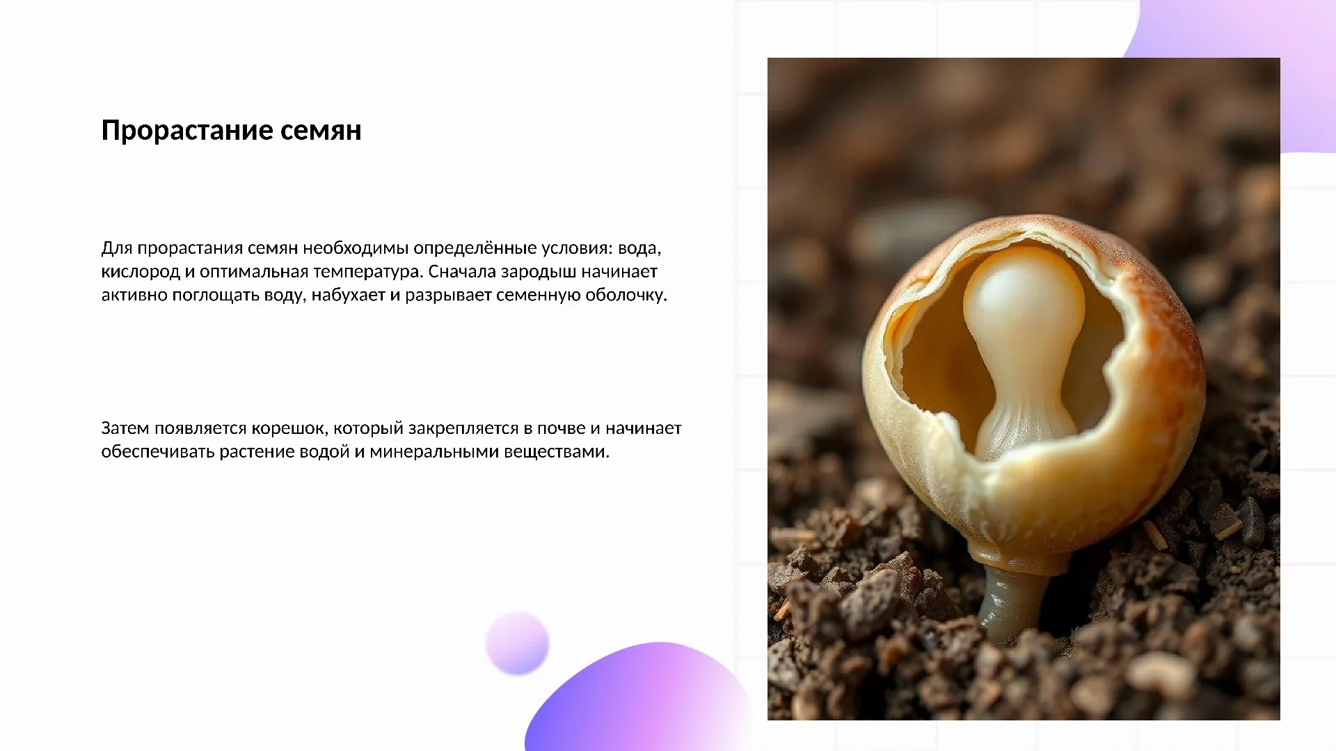 Прорастание семян - слайд для презентации на тему 