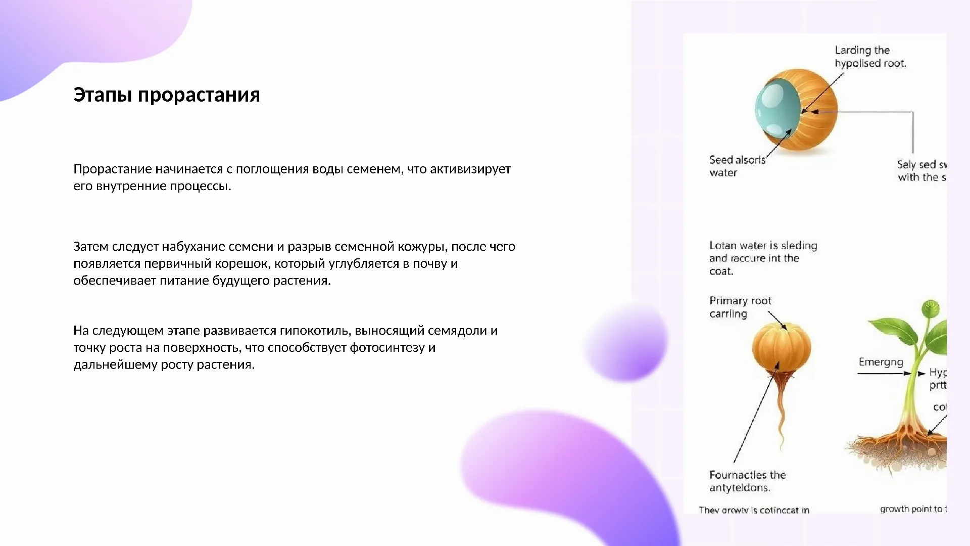 Этапы прорастания - слайд для презентации на тему 