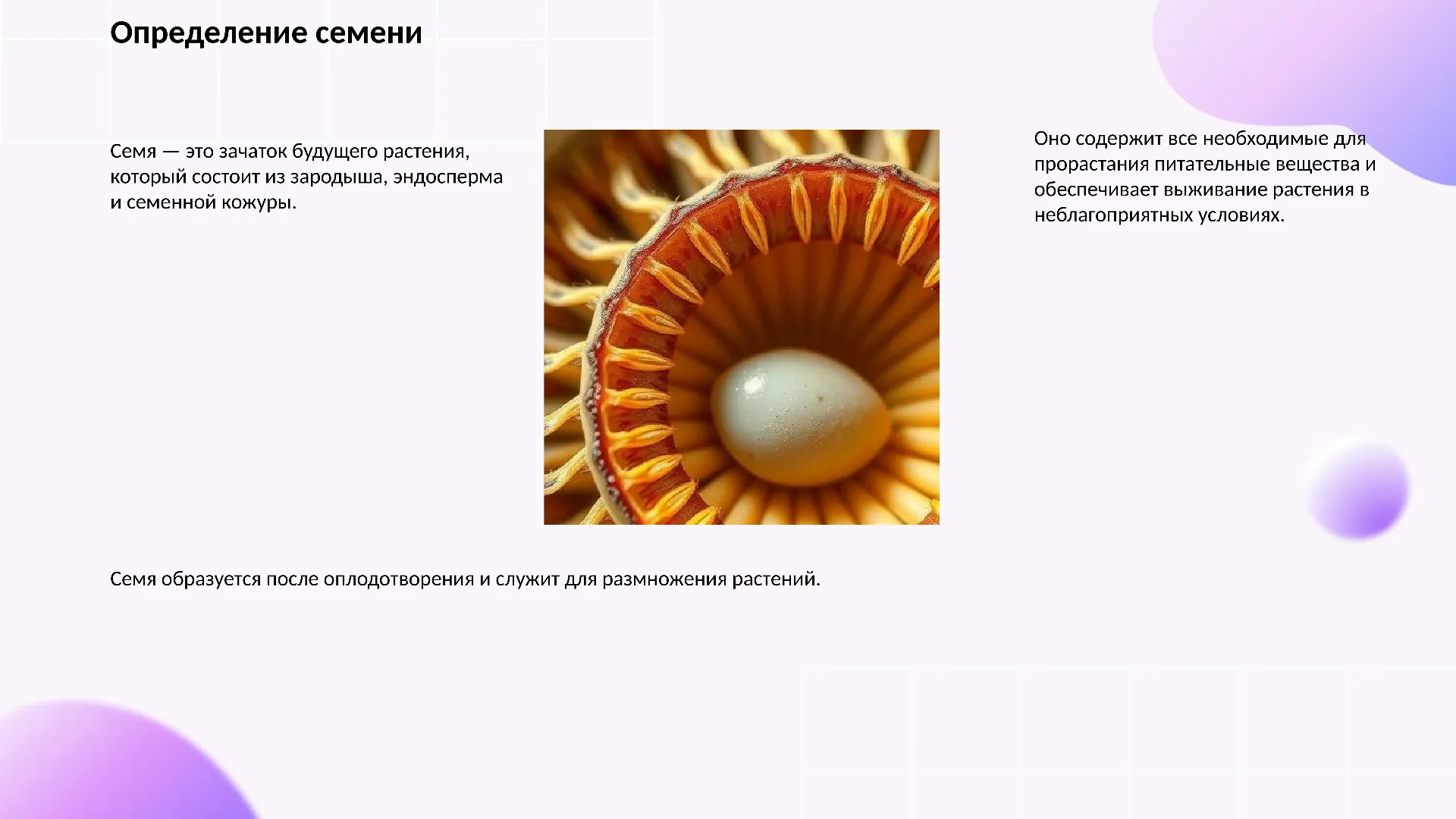 Определение семени - слайд для презентации на тему 