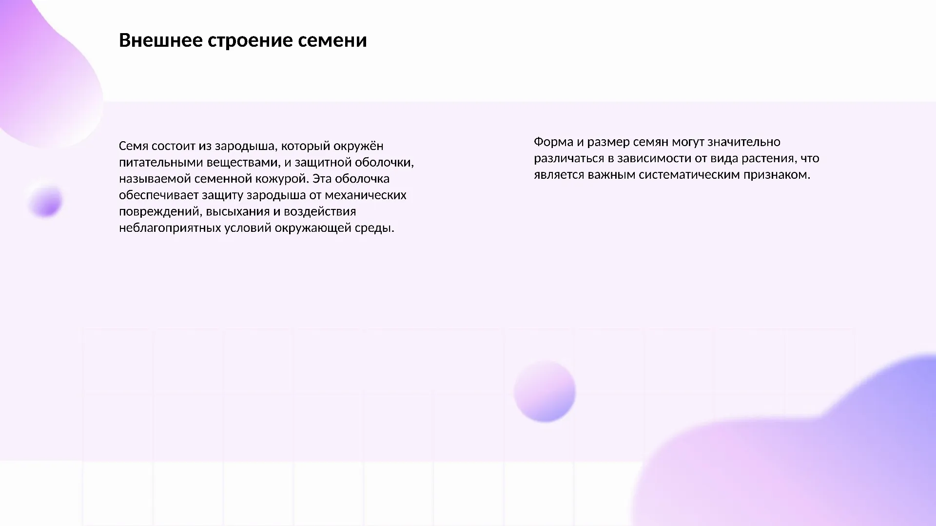Внешнее строение семени - слайд для презентации на тему 