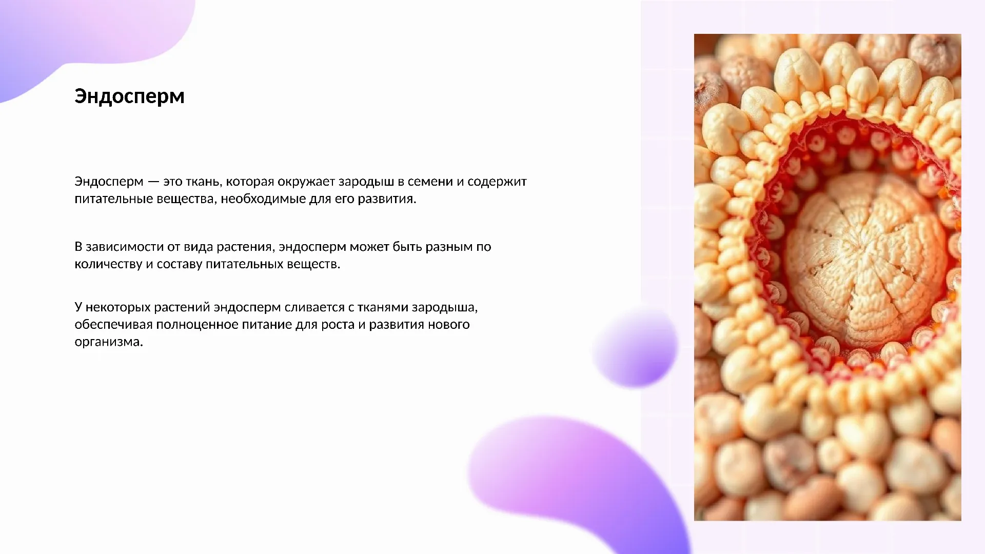 Эндосперм - слайд для презентации на тему 