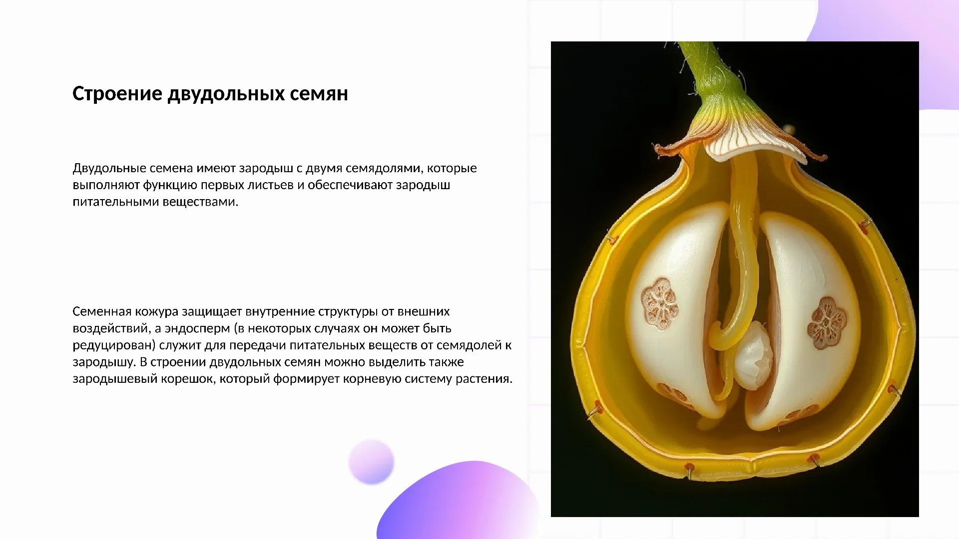 Строение двудольных семян - слайд для презентации на тему 
