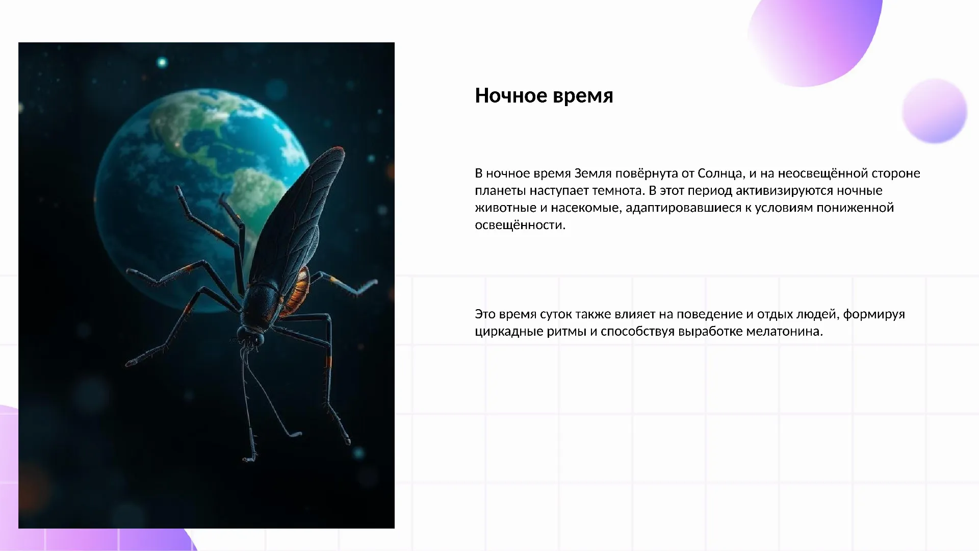 Ночное время - слайд для презентации на тему 