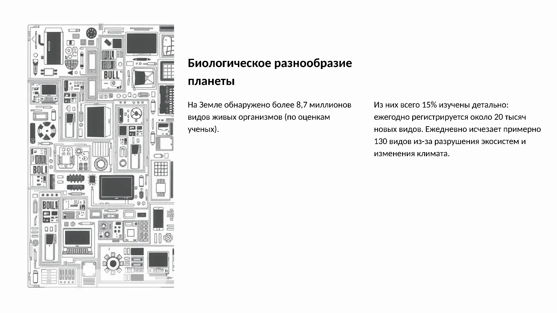 Биологическое разнообразие планеты - слайд для презентации на тему 