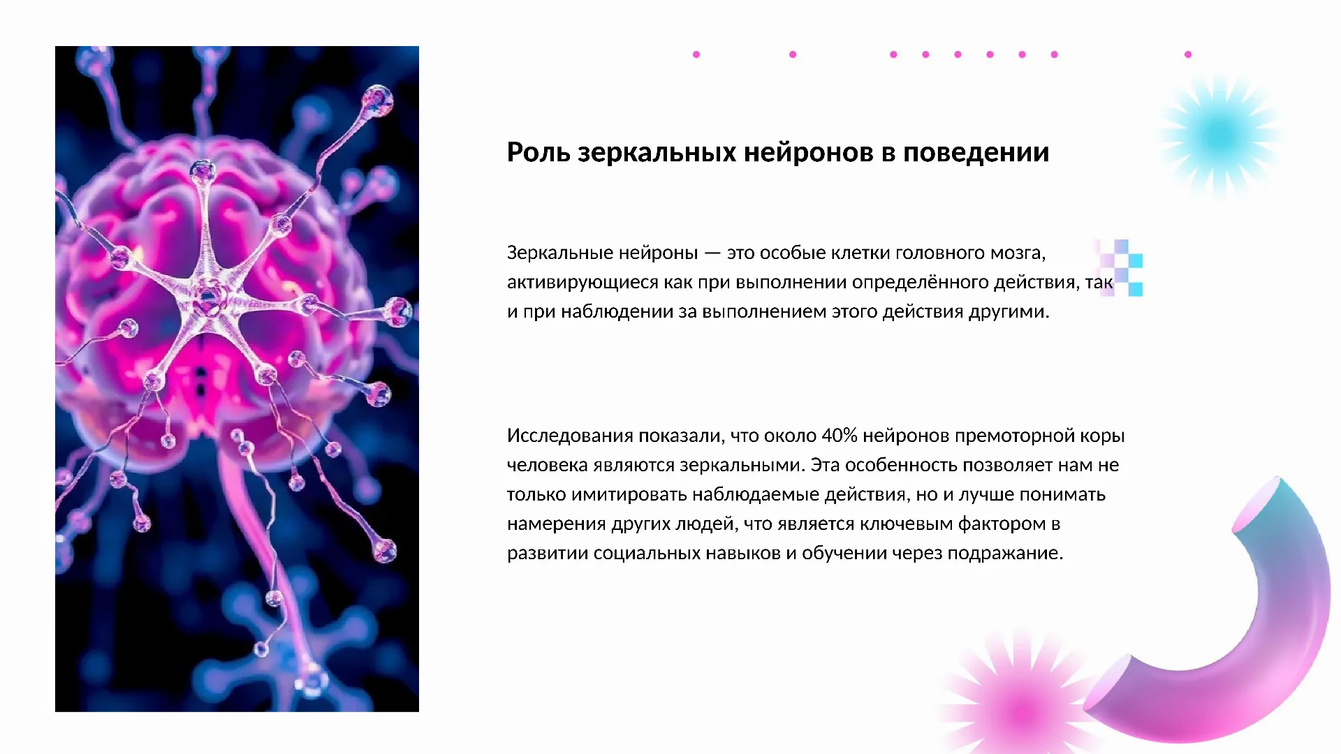 Роль зеркальных нейронов в поведении - слайд для презентации на тему 