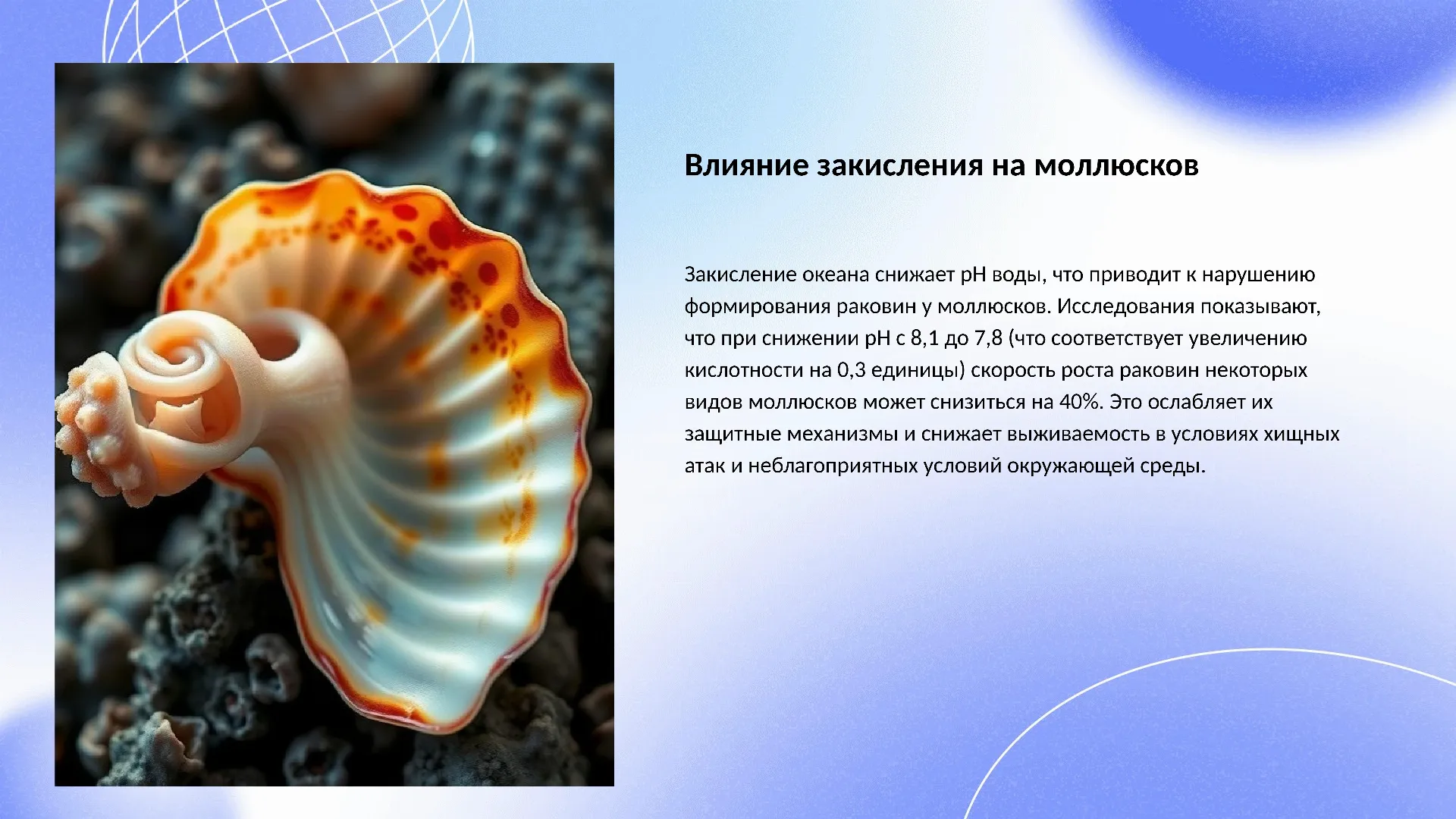 Влияние закисления на моллюсков - слайд для презентации на тему 