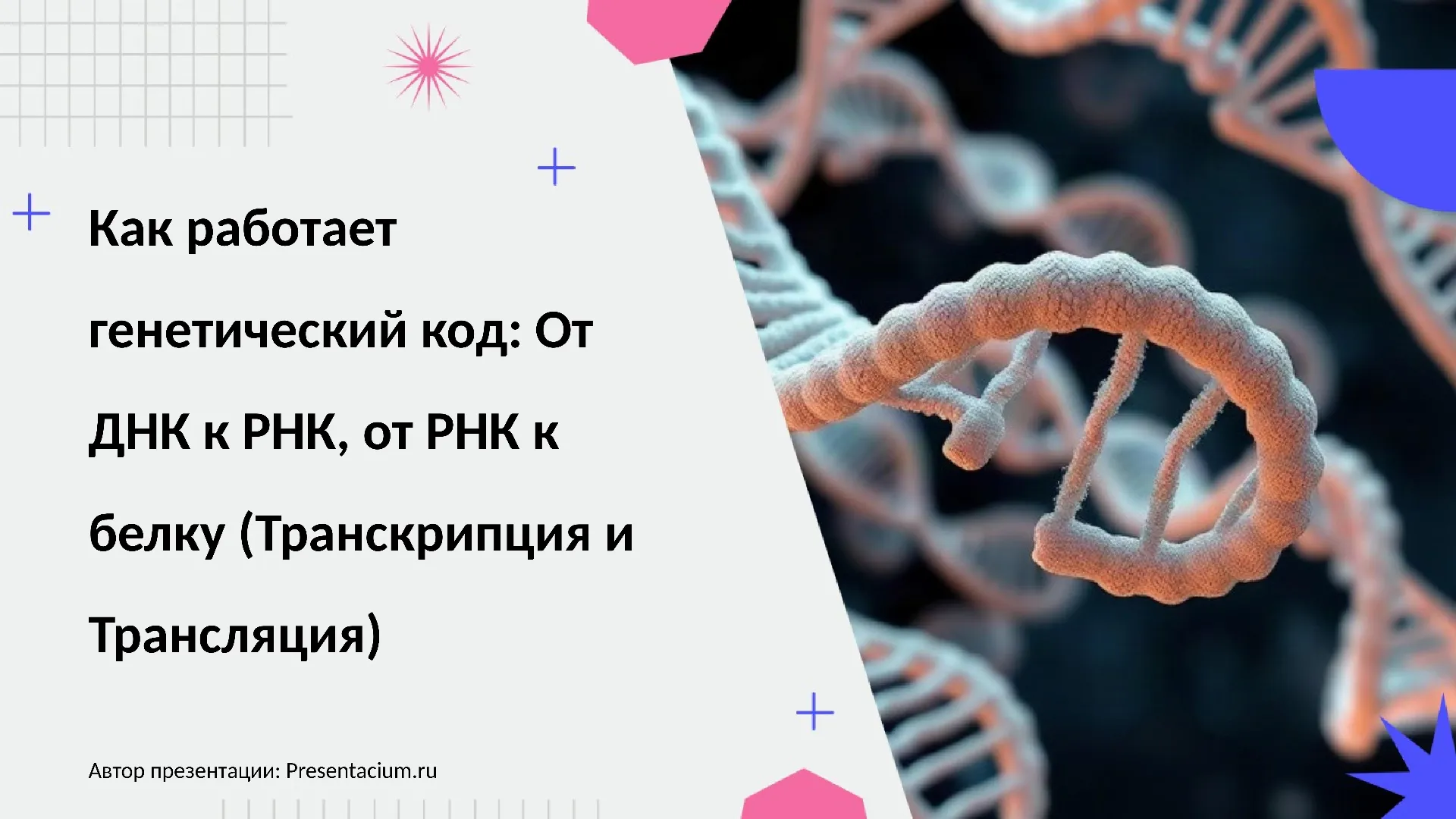 Как работает генетический код: От ДНК к РНК, от РНК к белку (Транскрипция и Трансляция).
