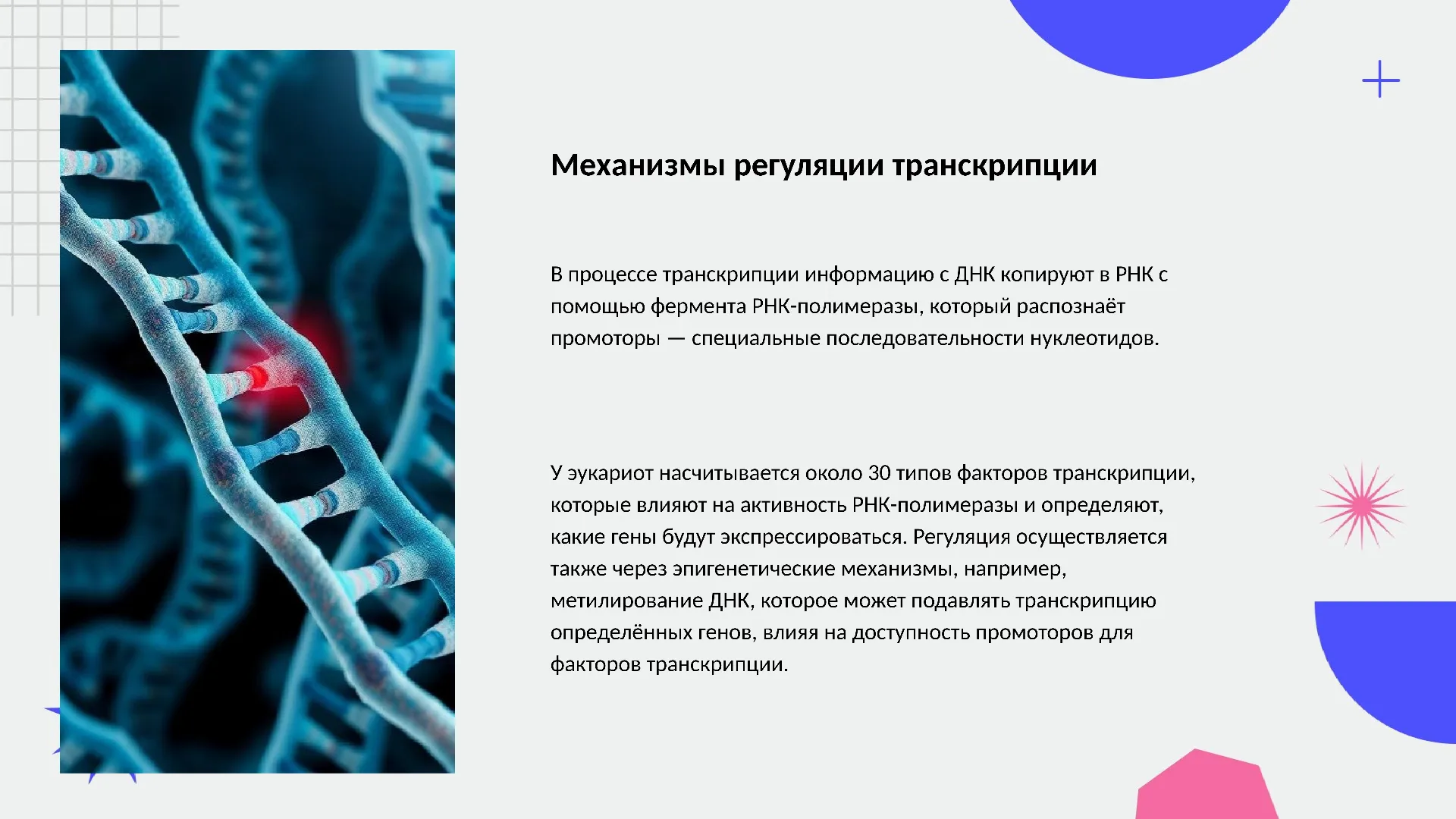 Механизмы регуляции транскрипции - слайд для презентации на тему 