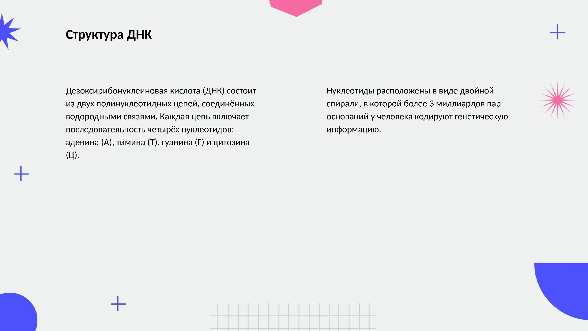 Структура ДНК - слайд для презентации на тему 