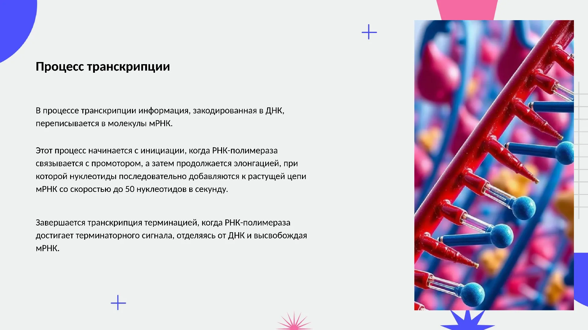 Процесс транскрипции - слайд для презентации на тему 
