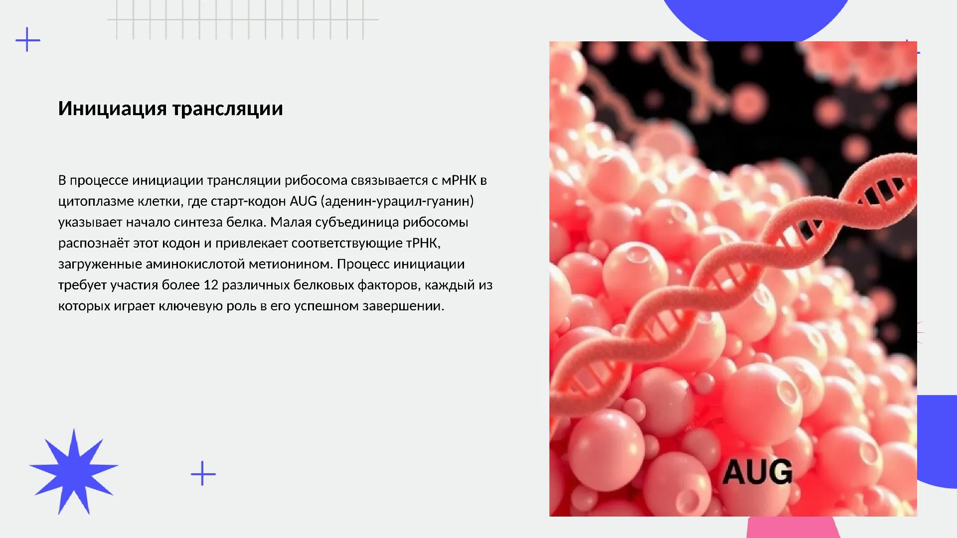 Инициация трансляции - слайд для презентации на тему 