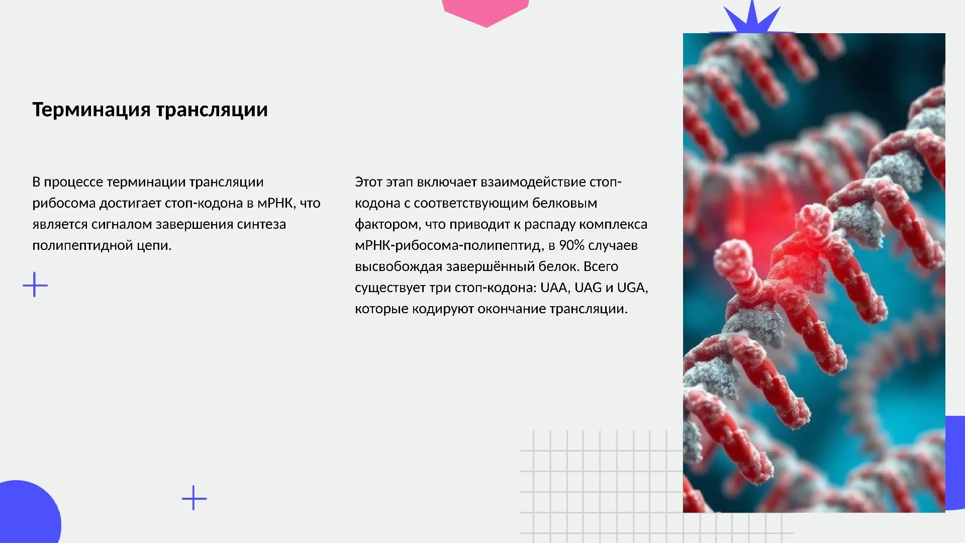 Терминация трансляции - слайд для презентации на тему 