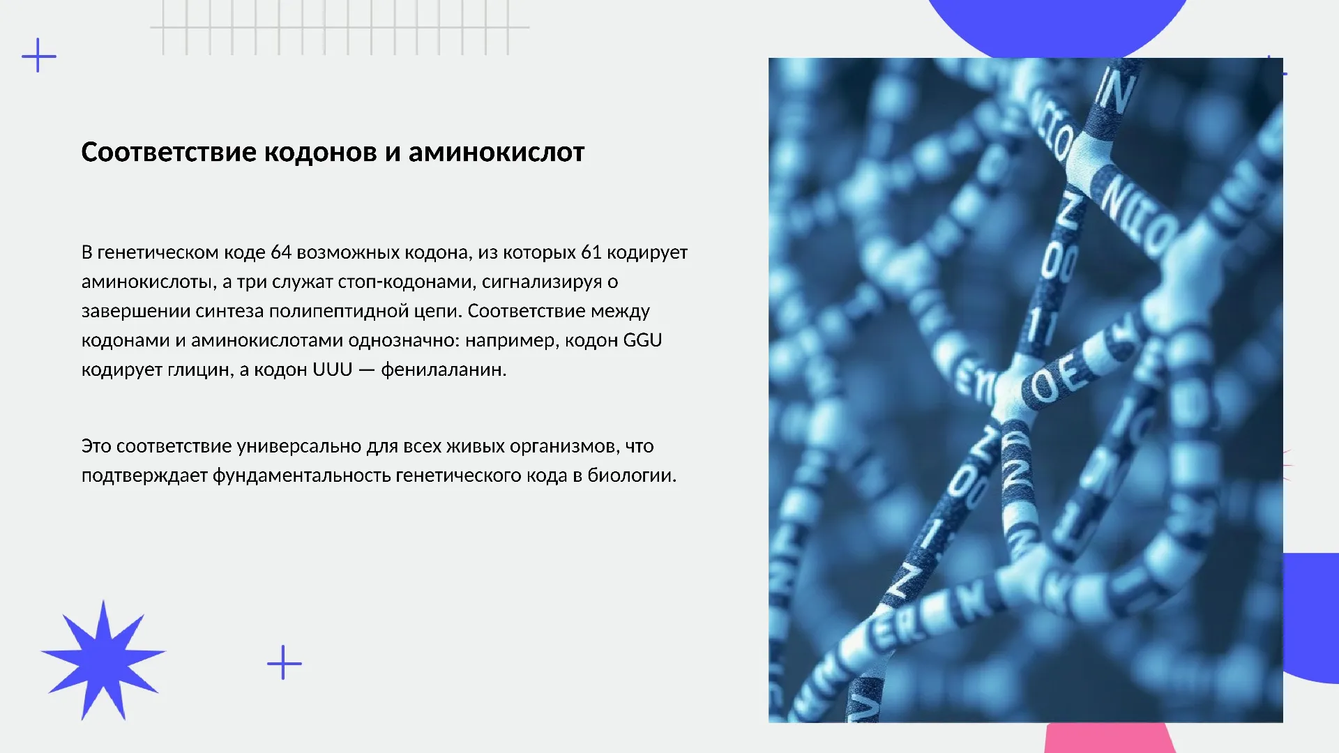 Соответствие кодонов и аминокислот - слайд для презентации на тему 