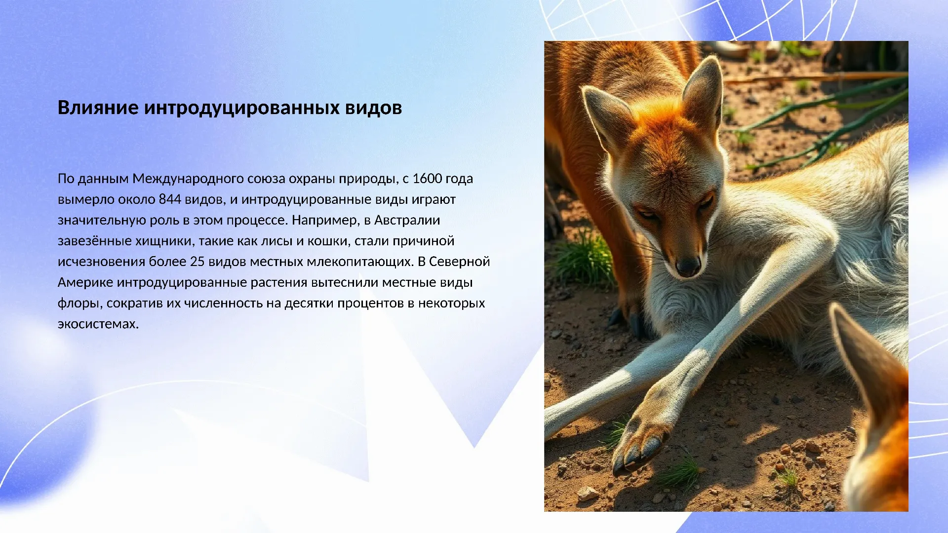 Влияние интродуцированных видов - слайд для презентации на тему 