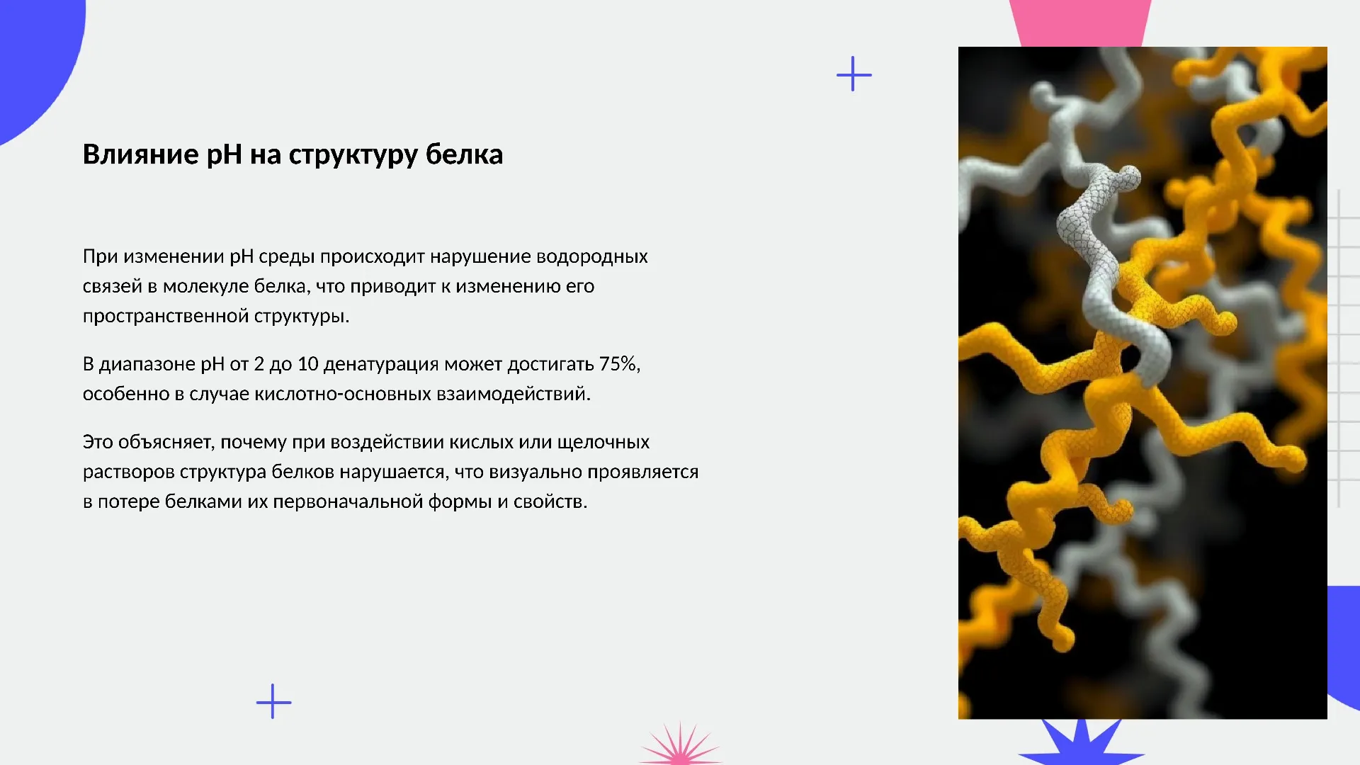 Влияние pH на структуру белка - слайд для презентации на тему 