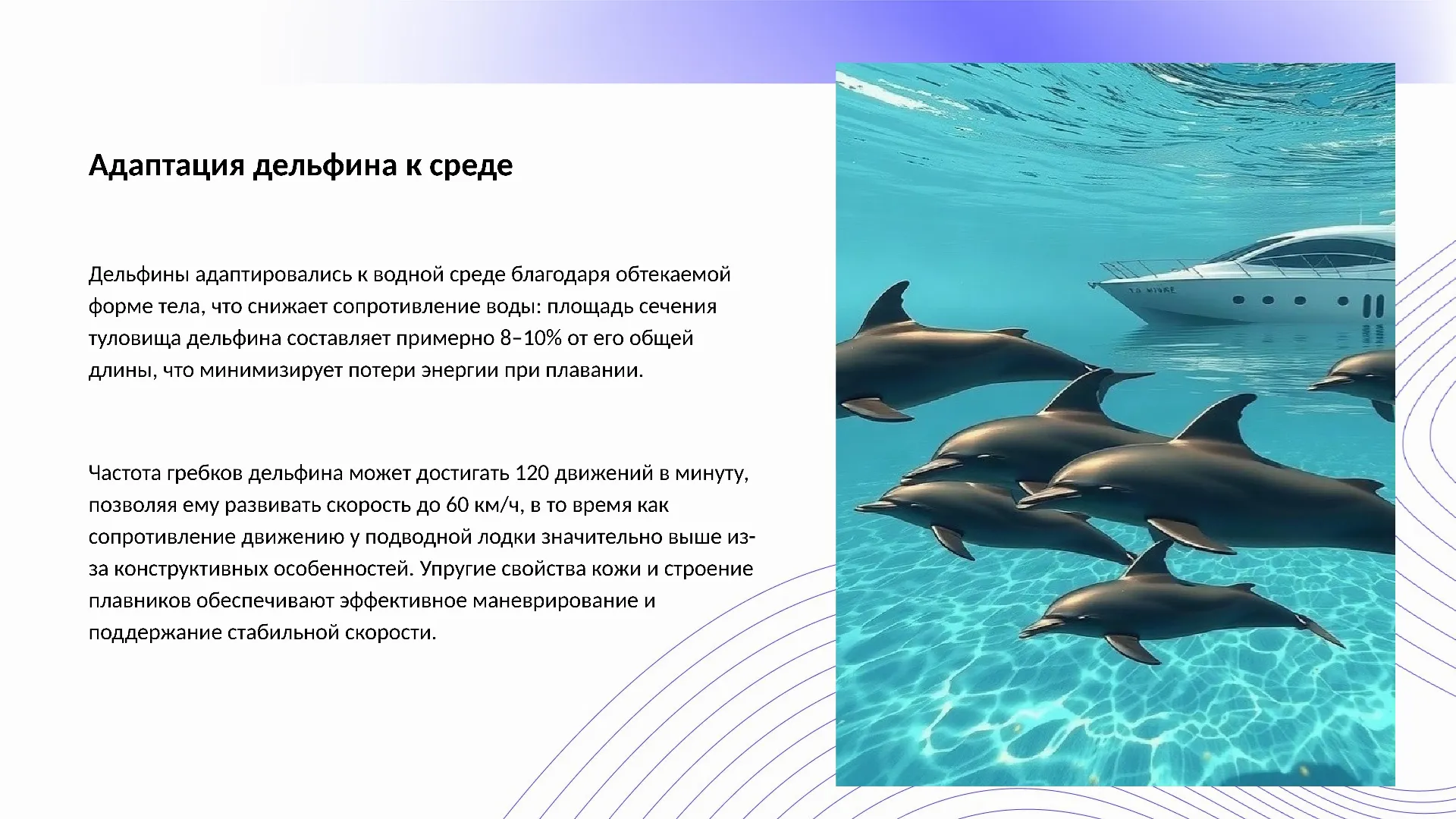 Адаптация дельфина к среде - слайд для презентации на тему 