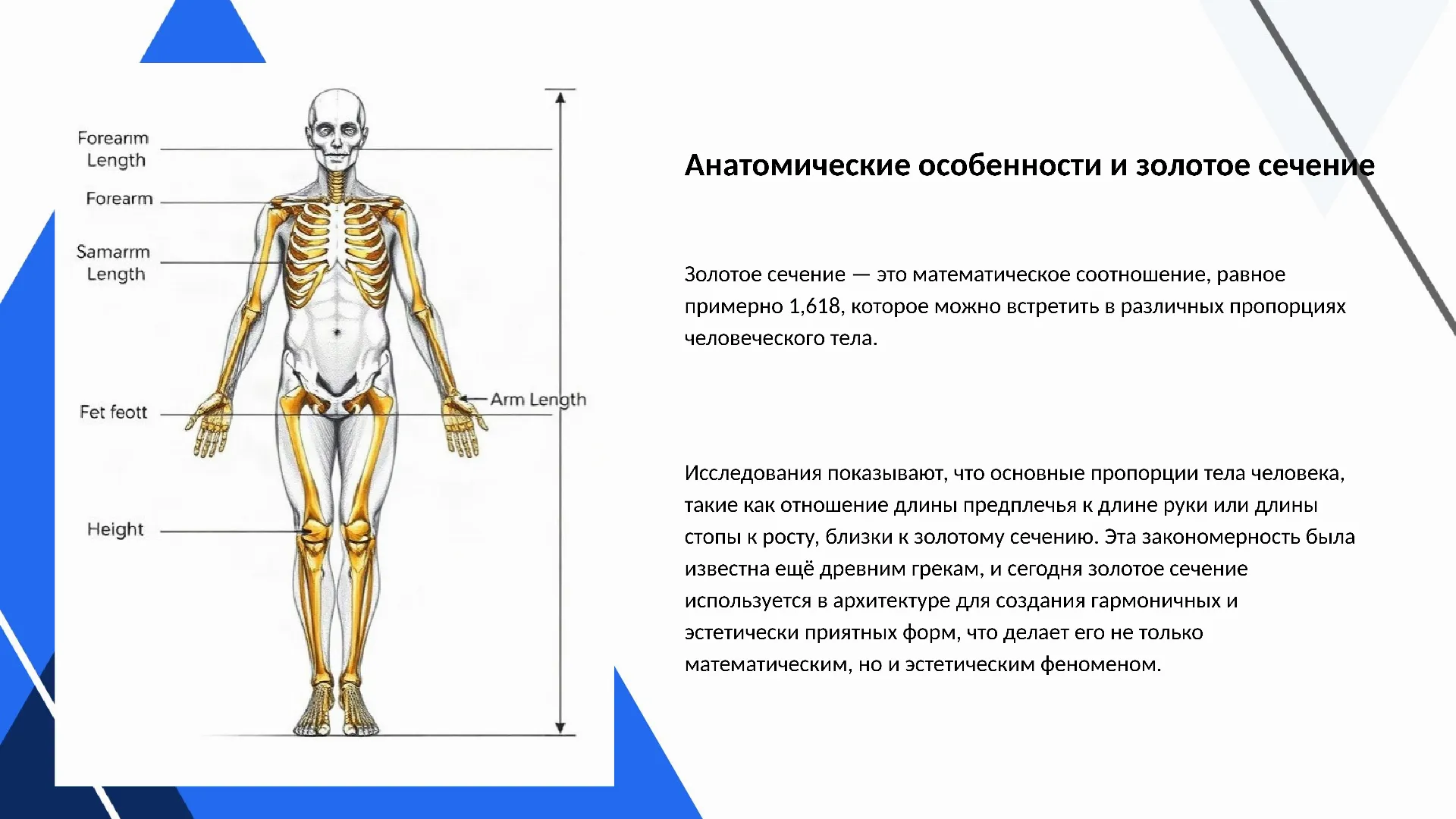 Анатомические особенности и золотое сечение - слайд для презентации на тему 