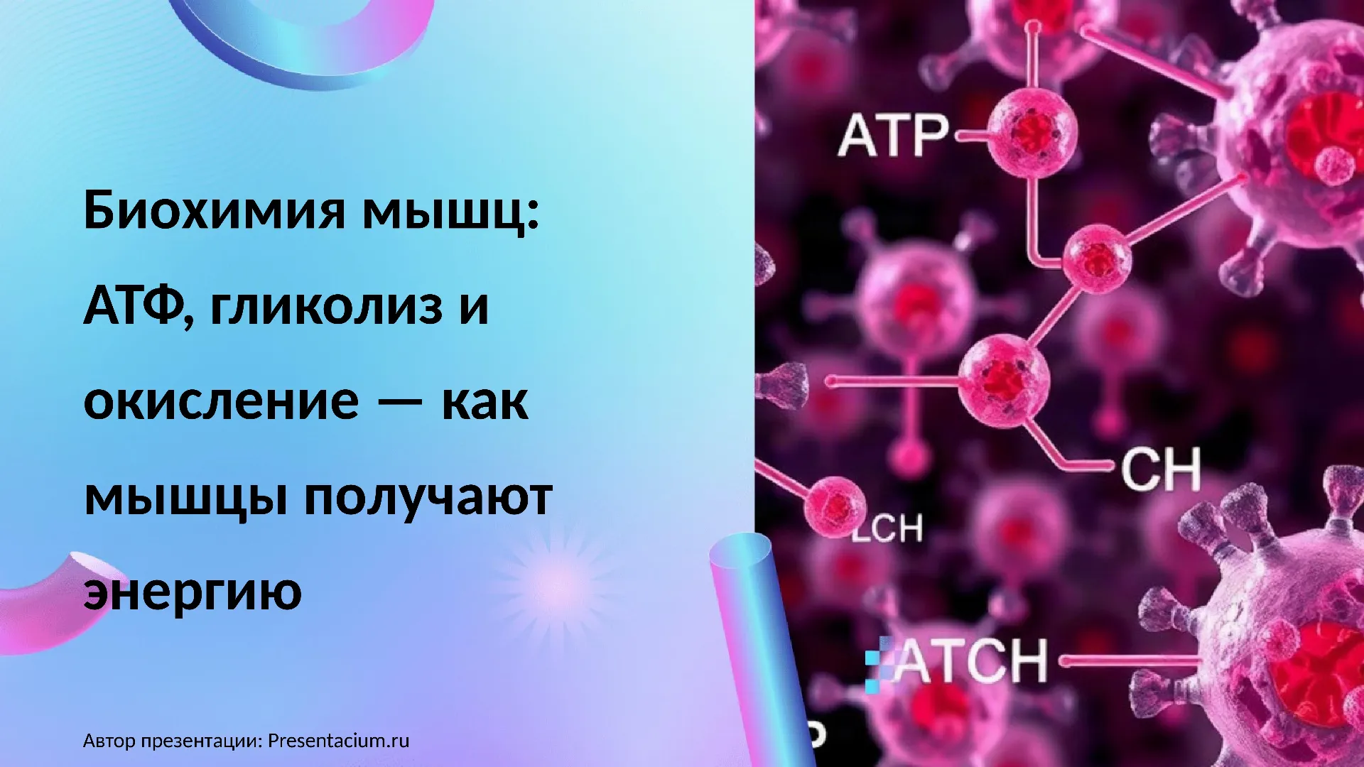Биохимия мышц: АТФ, гликолиз и окисление — как мышцы получают энергию.