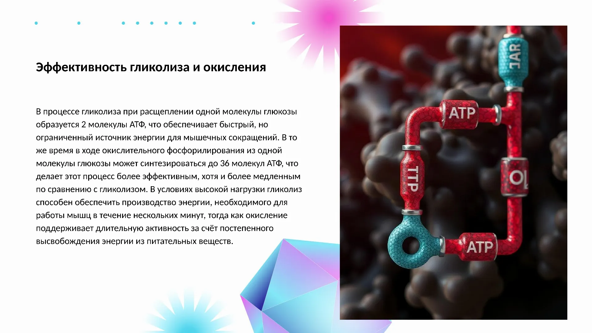 Эффективность гликолиза и окисления - слайд для презентации на тему 
