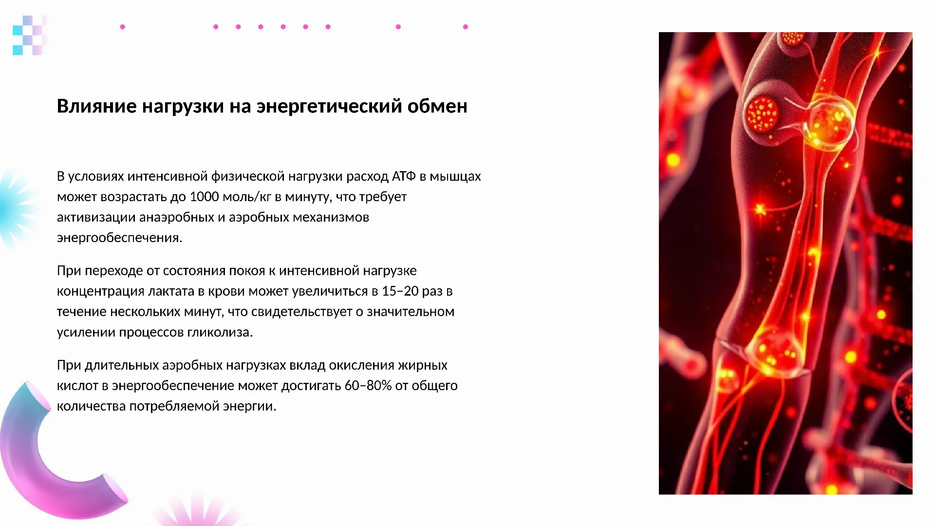 Влияние нагрузки на энергетический обмен - слайд для презентации на тему 