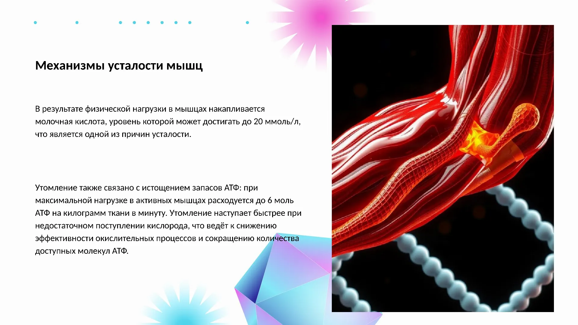 Механизмы усталости мышц - слайд для презентации на тему 