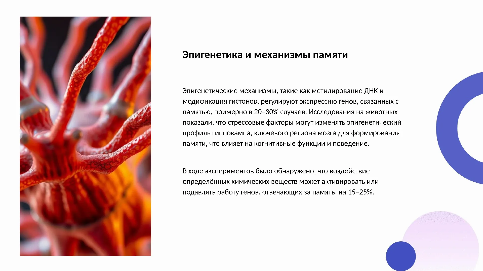 Эпигенетика и механизмы памяти - слайд для презентации на тему 
