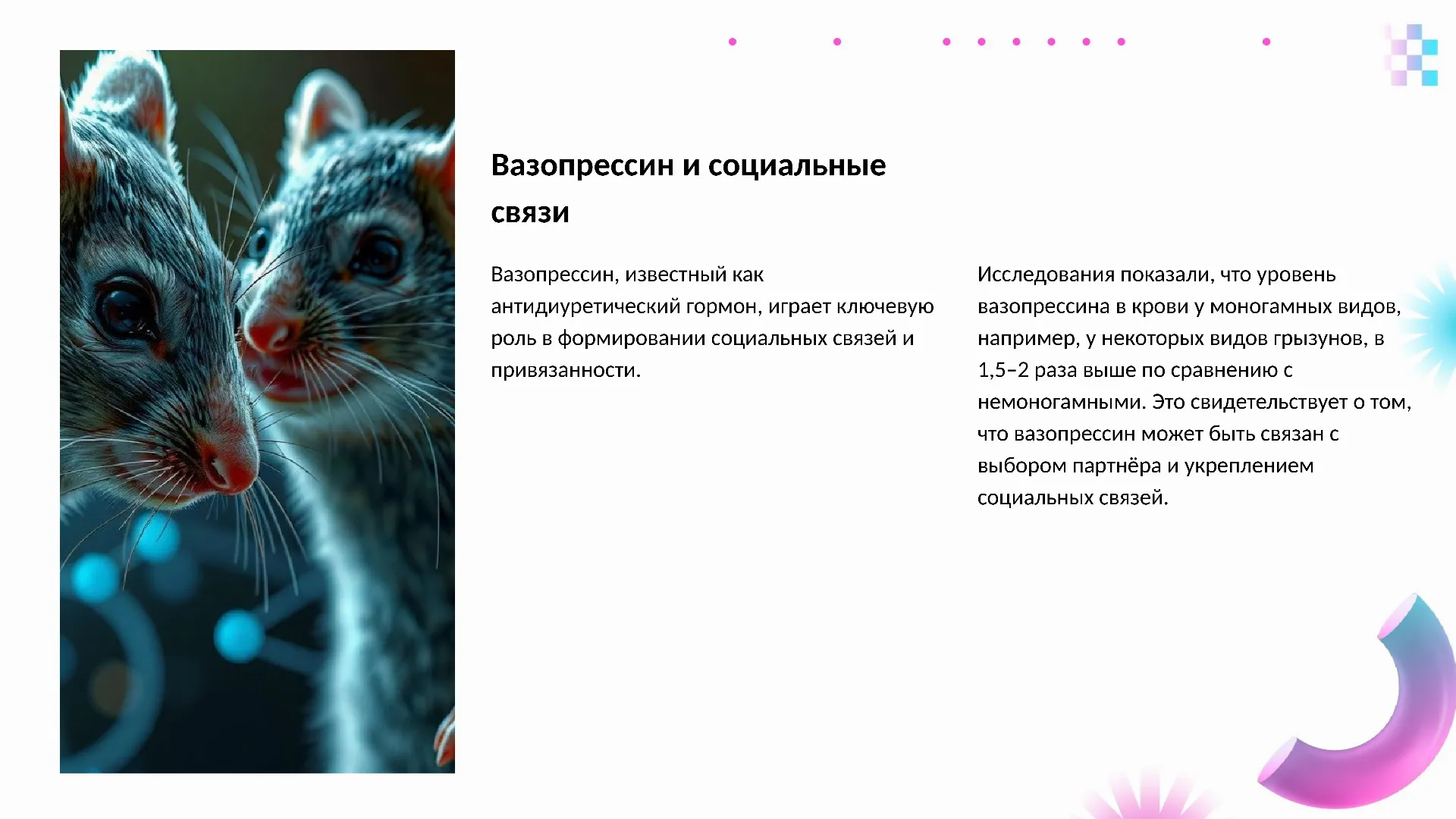 Вазопрессин и социальные связи - слайд для презентации на тему 
