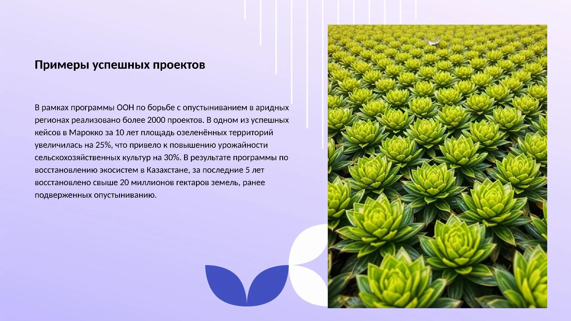 Примеры успешных проектов - слайд для презентации на тему 