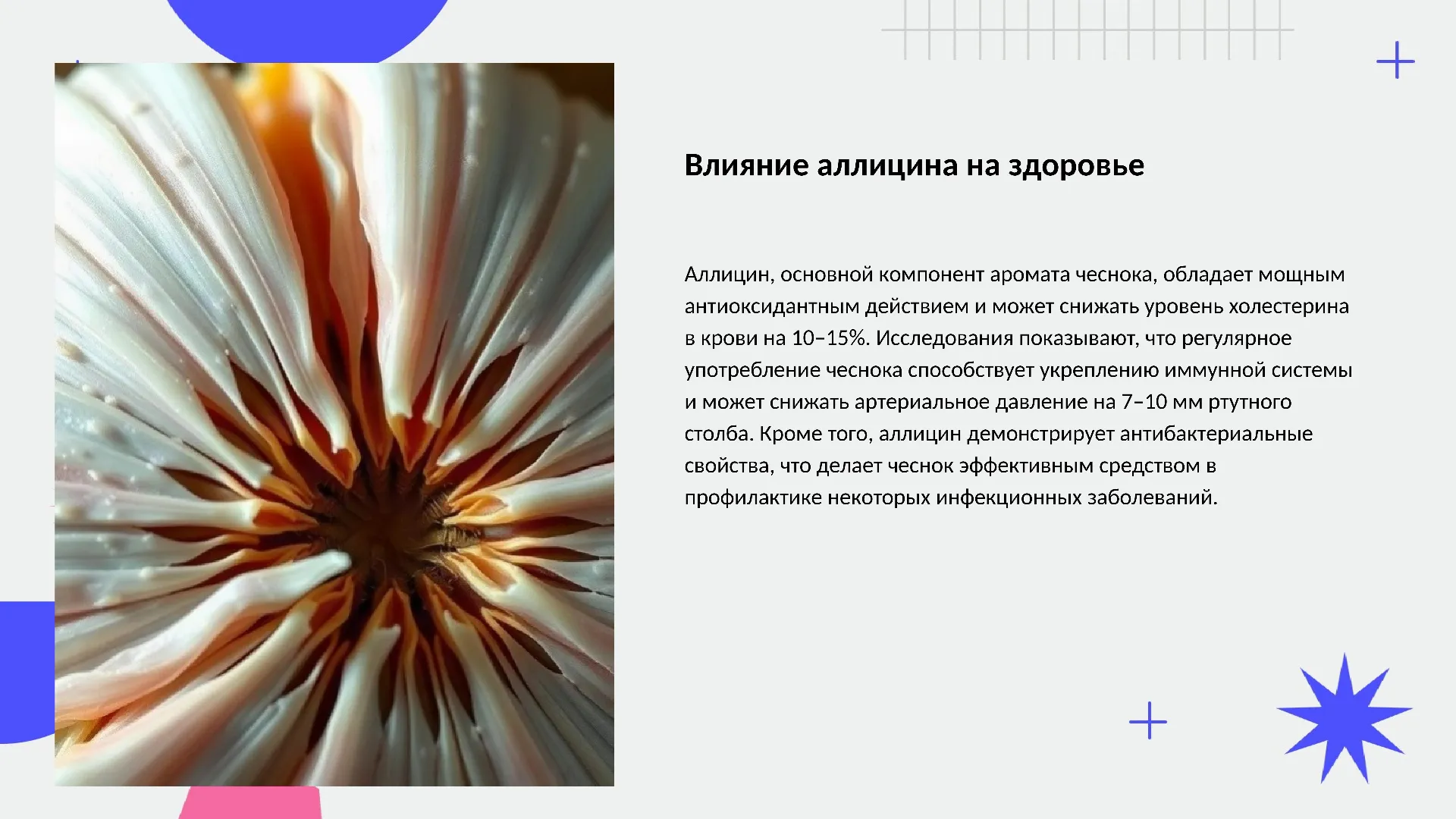 Влияние аллицина на здоровье - слайд для презентации на тему 