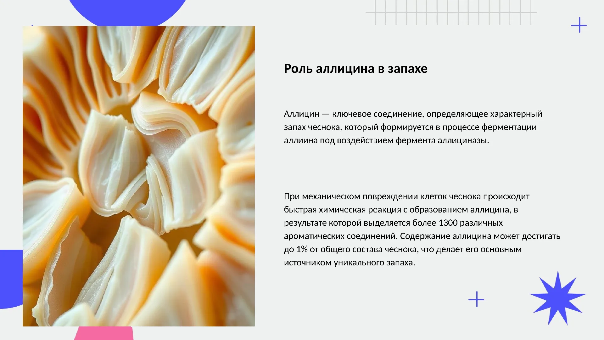 Роль аллицина в запахе - слайд для презентации на тему 