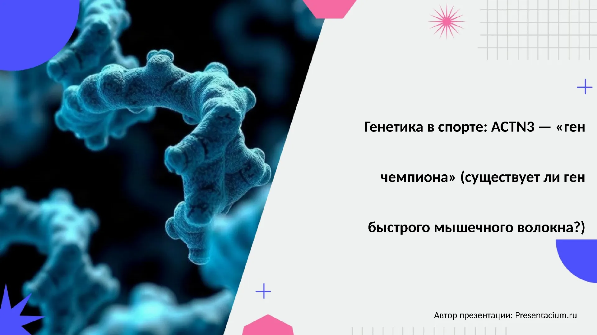 Генетика в спорте: ACTN3 — "ген чемпиона" (существует ли ген быстрого мышечного волокна?).