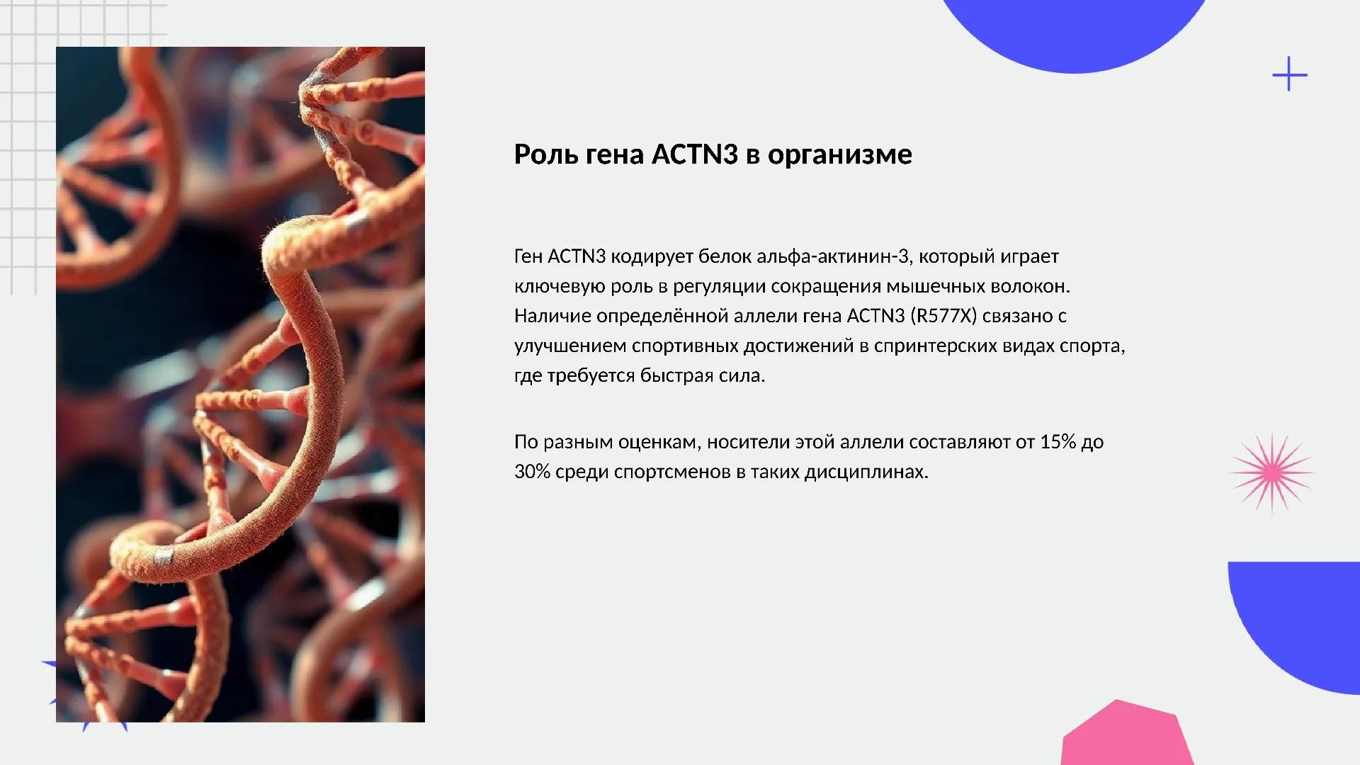 Роль гена ACTN3 в организме - слайд для презентации на тему 